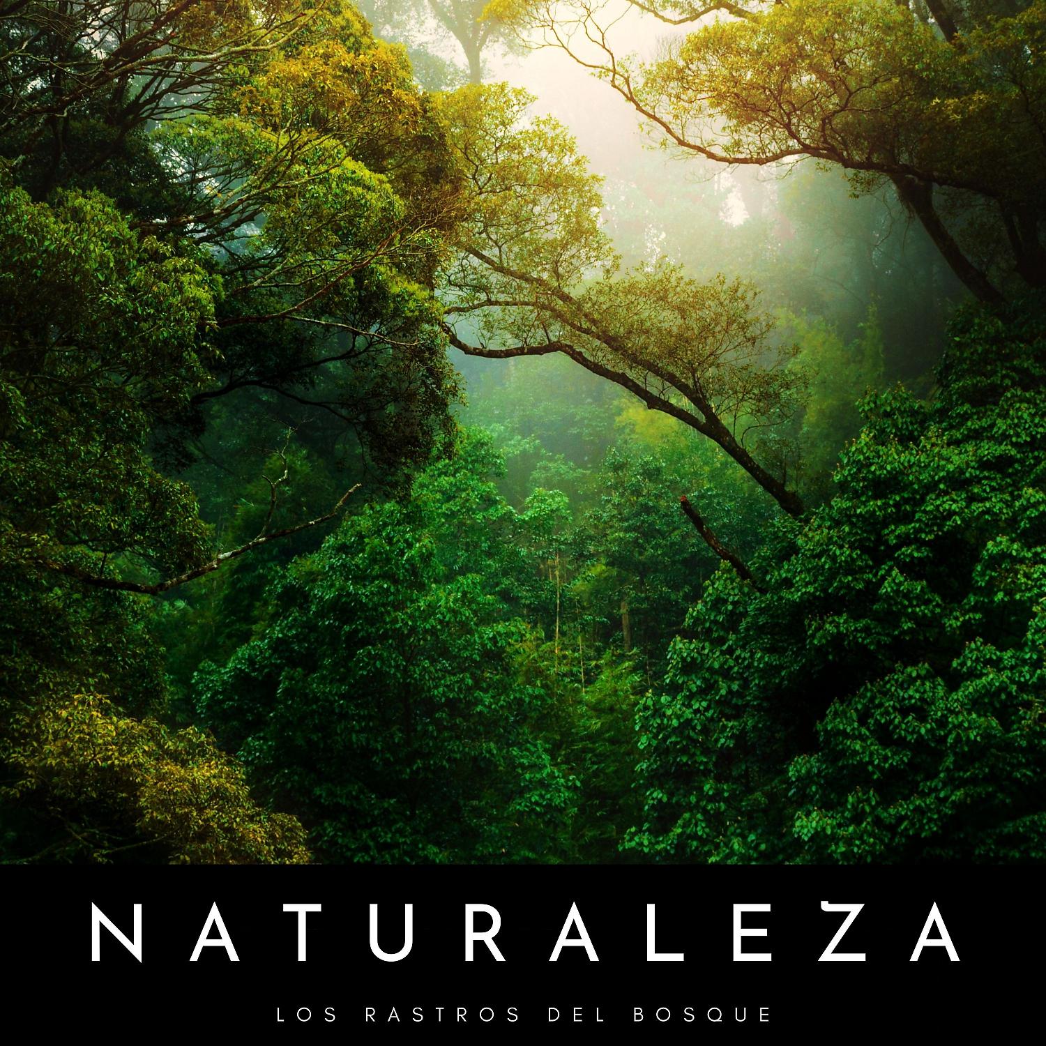 Постер альбома Naturaleza: Los Rastros Del Bosque