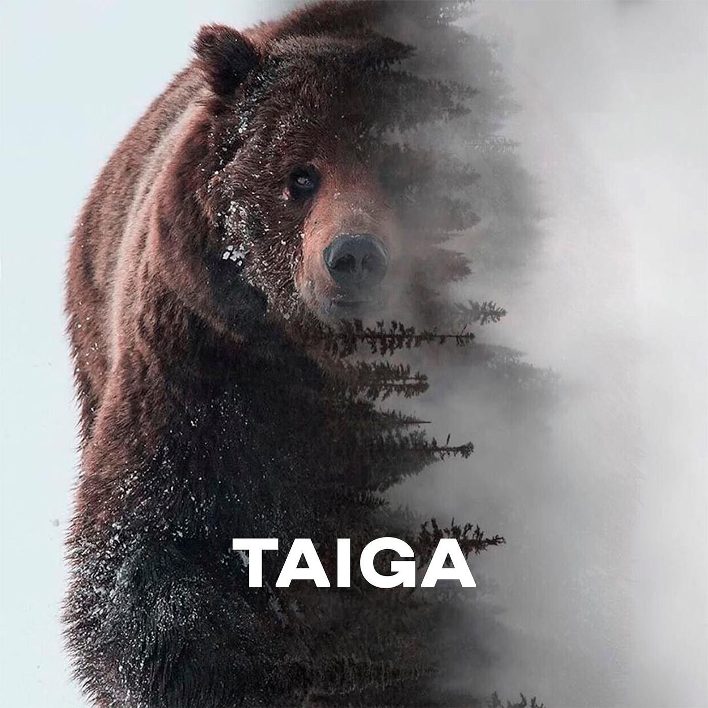 Постер альбома TAIGA