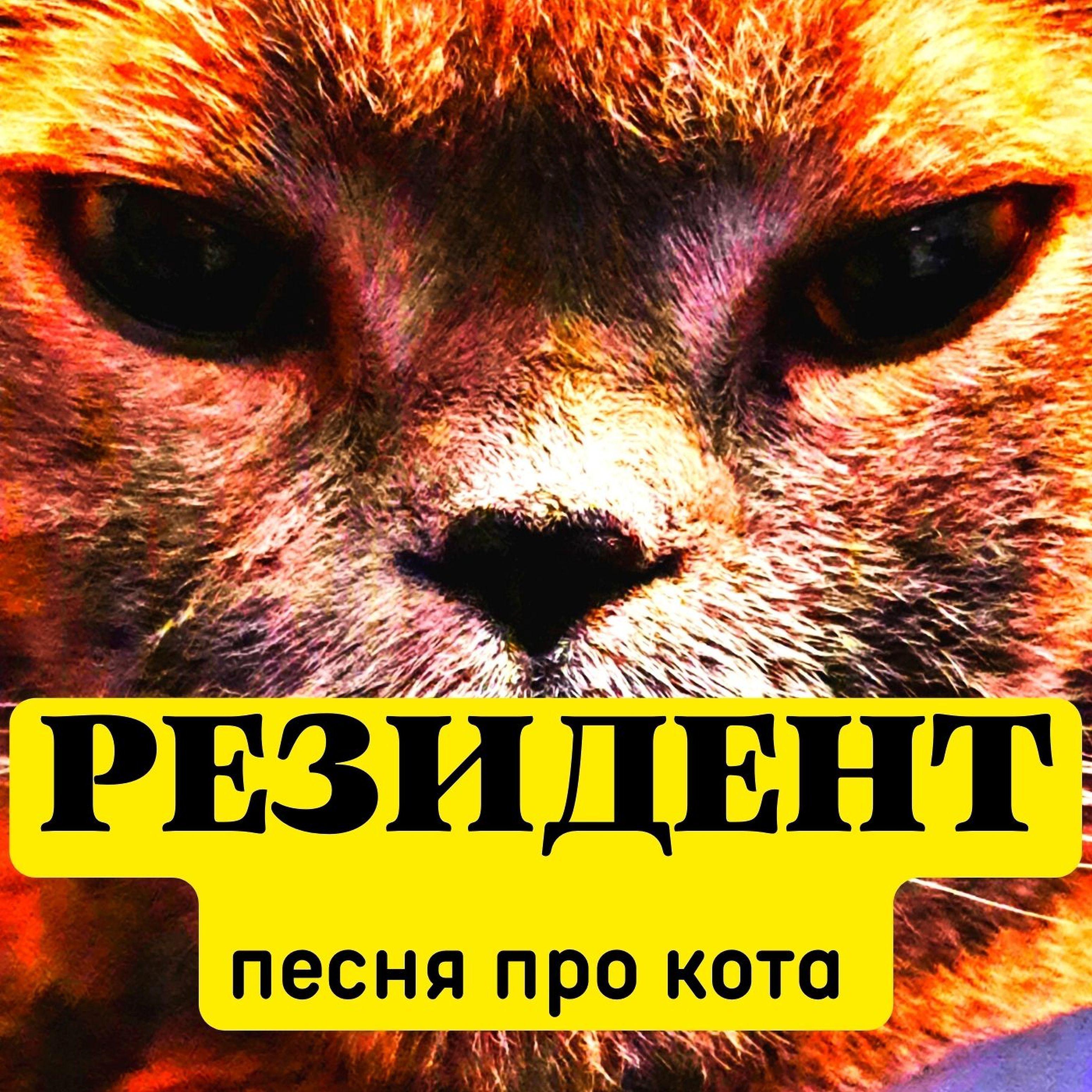 Постер альбома Песня про кота