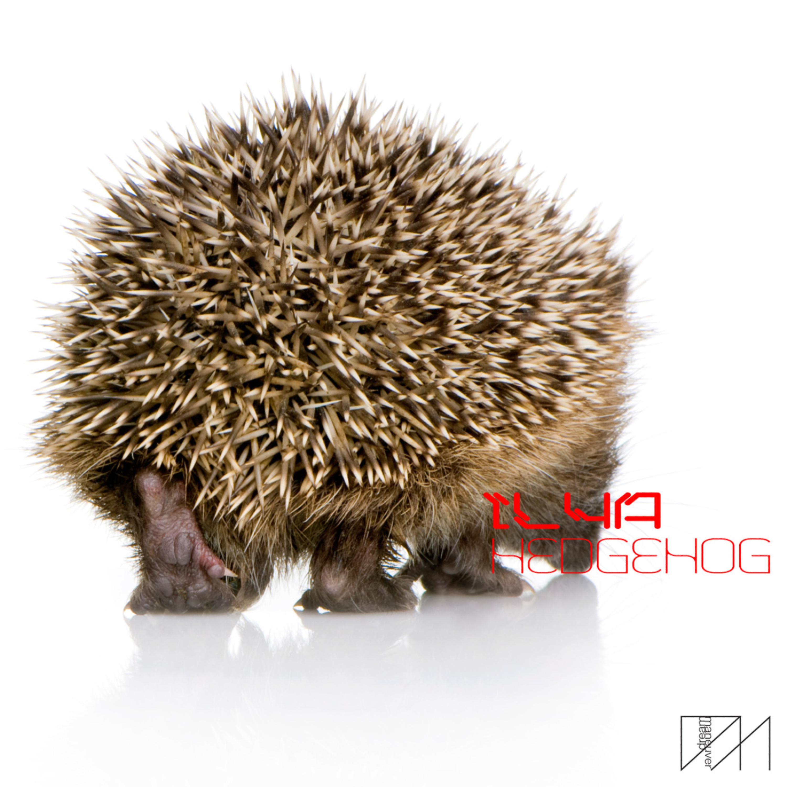 Постер альбома Hedgehog