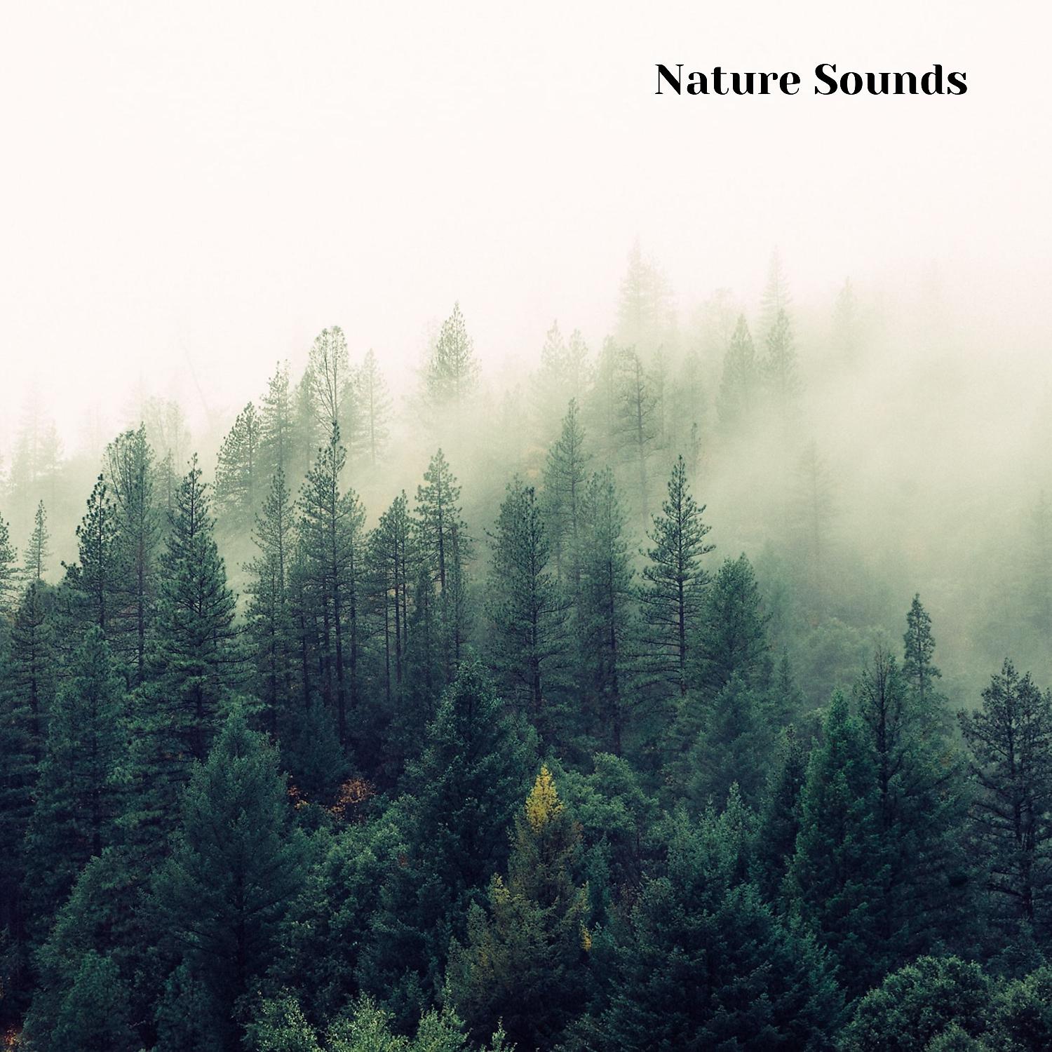Постер альбома Calming Nature Sounds and Sounds of Nature, Session 3