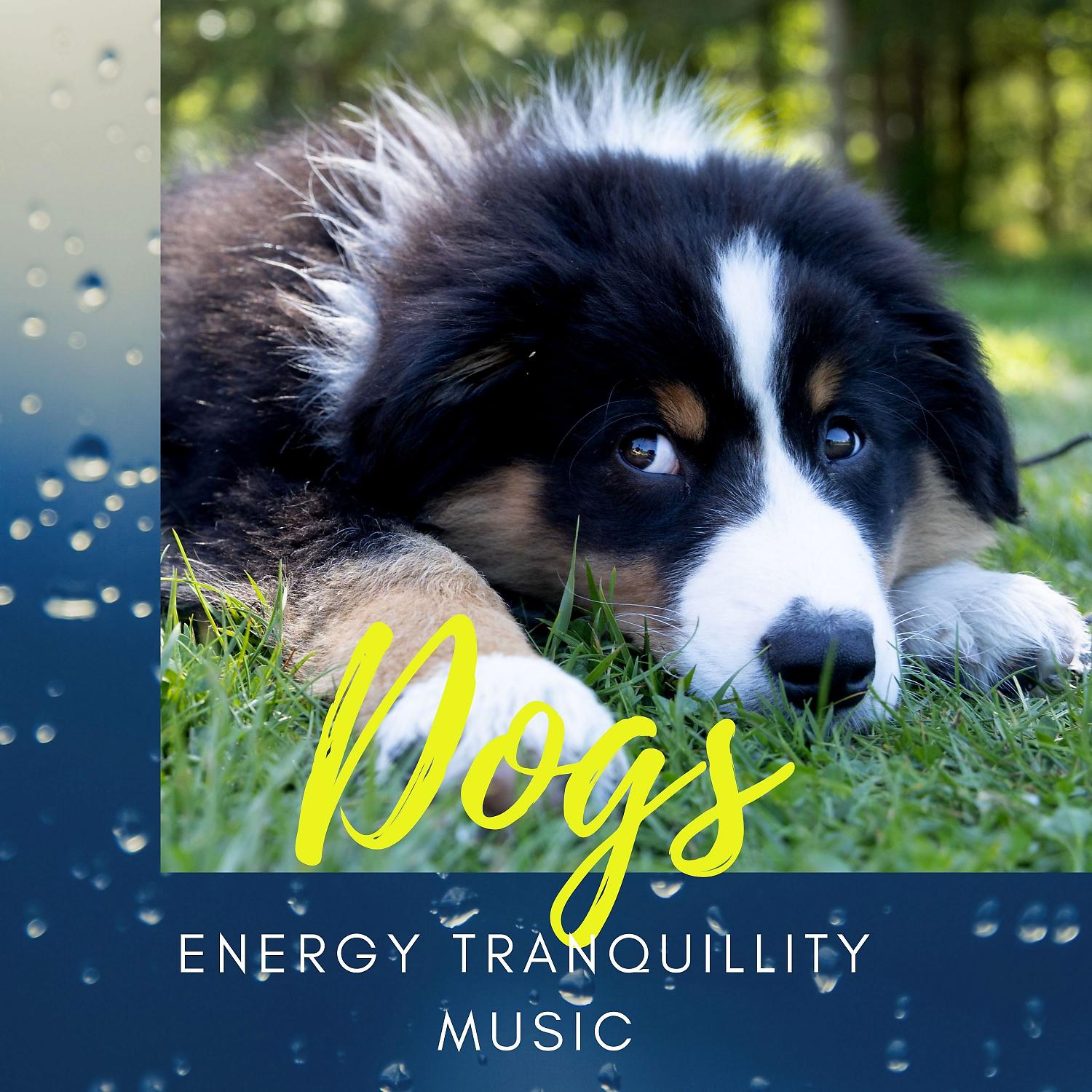 Постер альбома Dogs: Energy Tranquillity Music