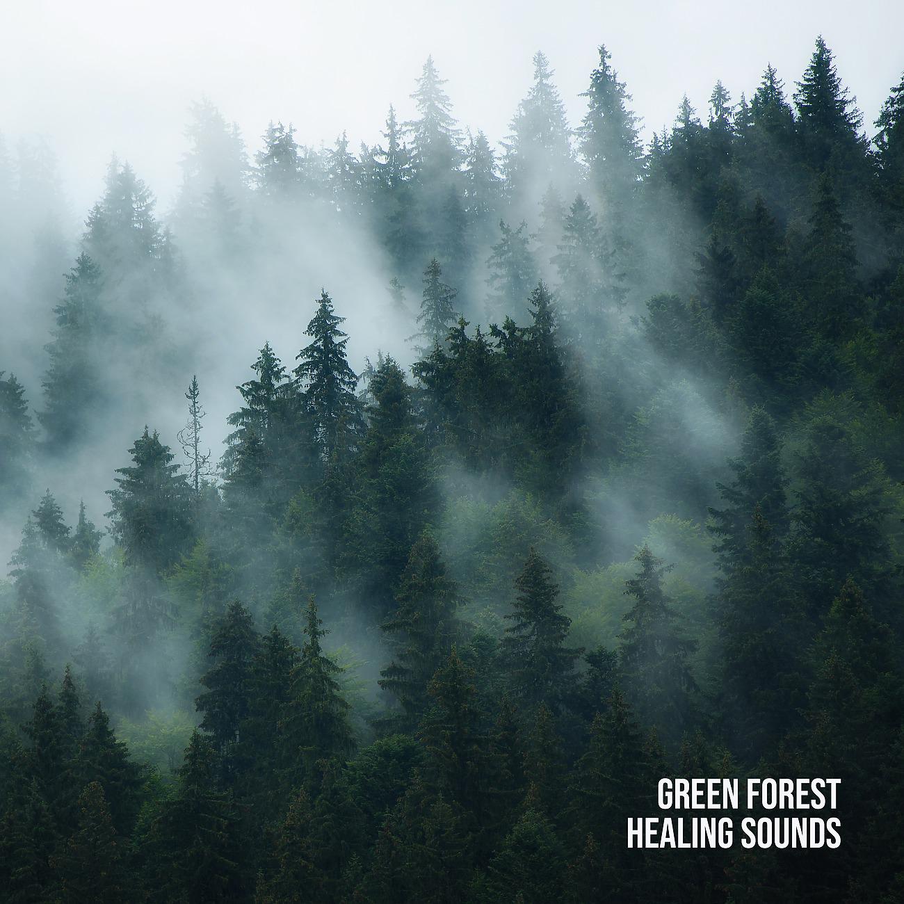 Постер альбома Green Forest - Healing Sounds, Mind Journey, Green Power Energy