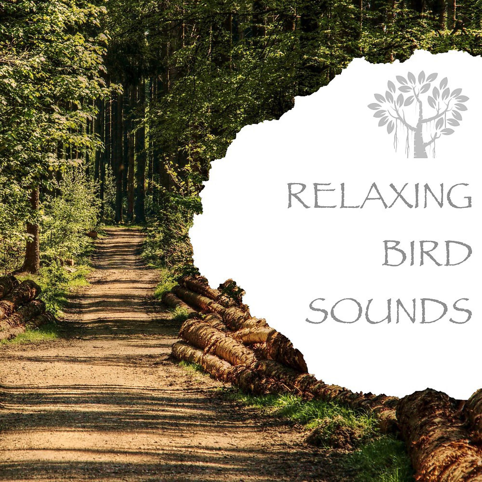 Постер альбома Relaxing Bird Sounds