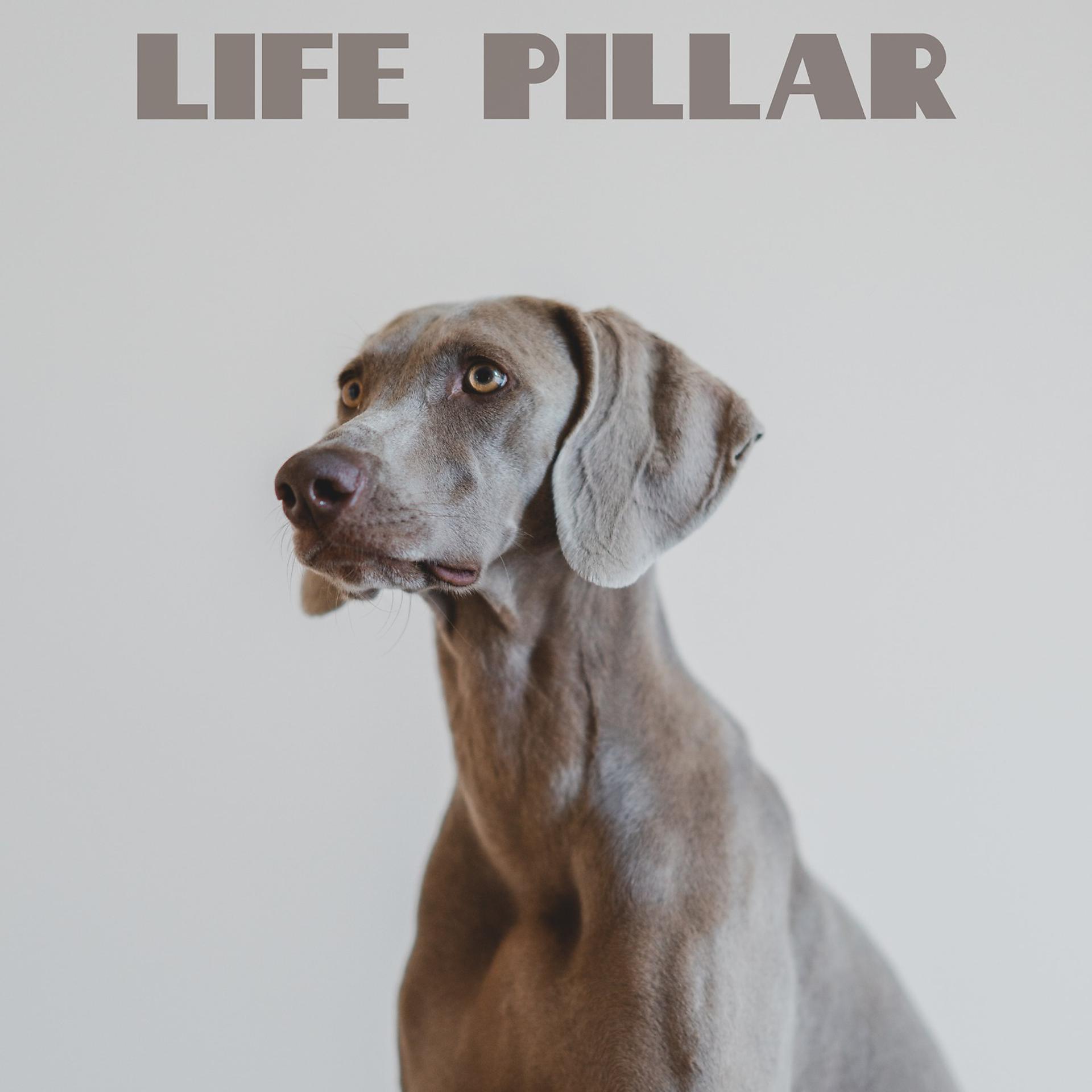 Постер альбома Life Pillar