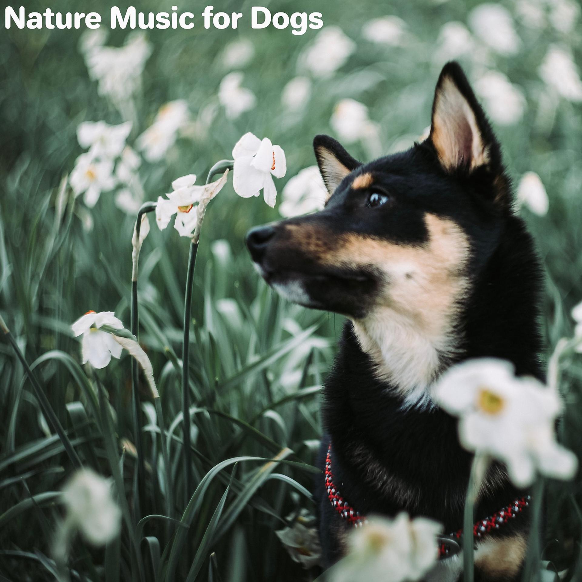 Постер альбома Nature Music for Dogs