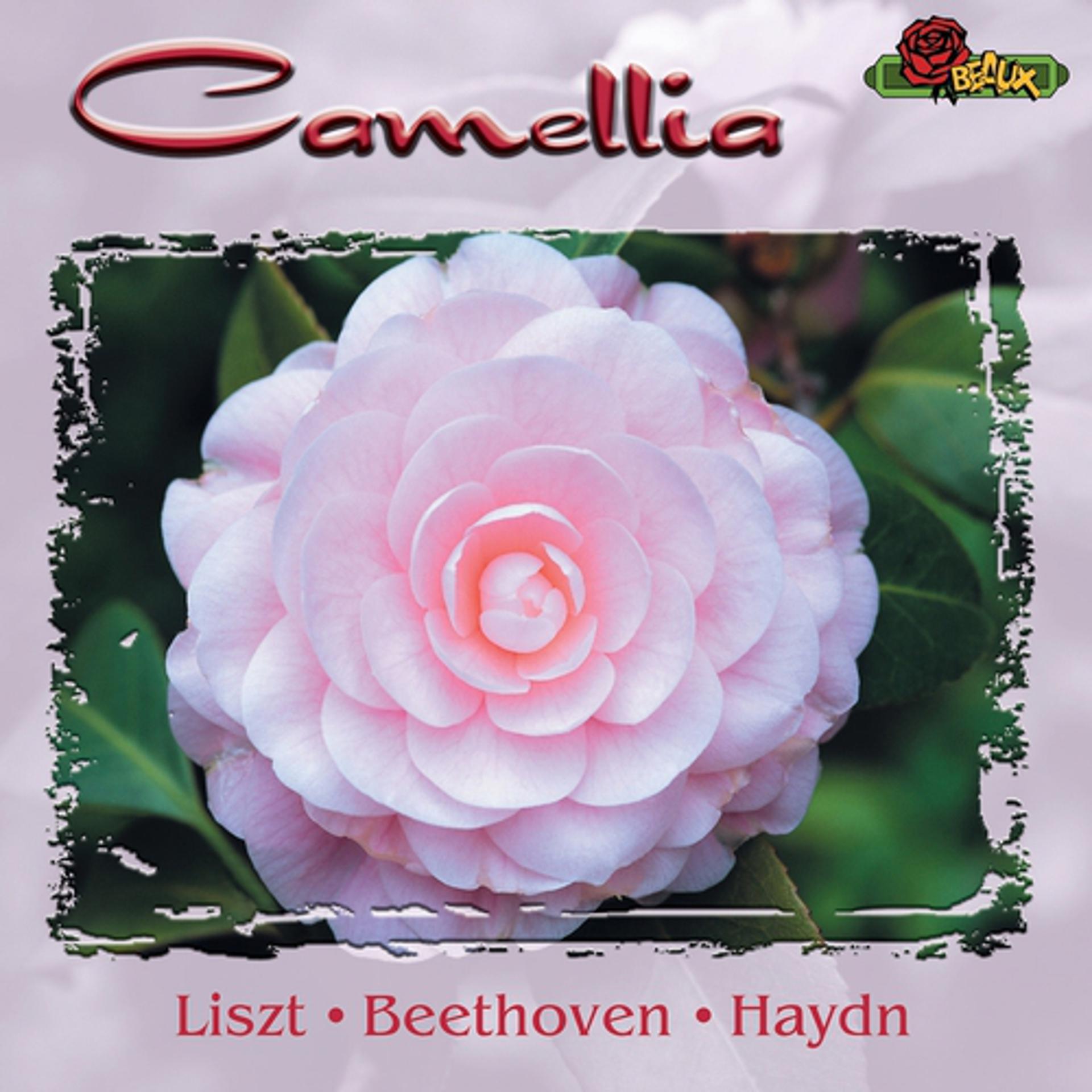 Постер альбома Camellia