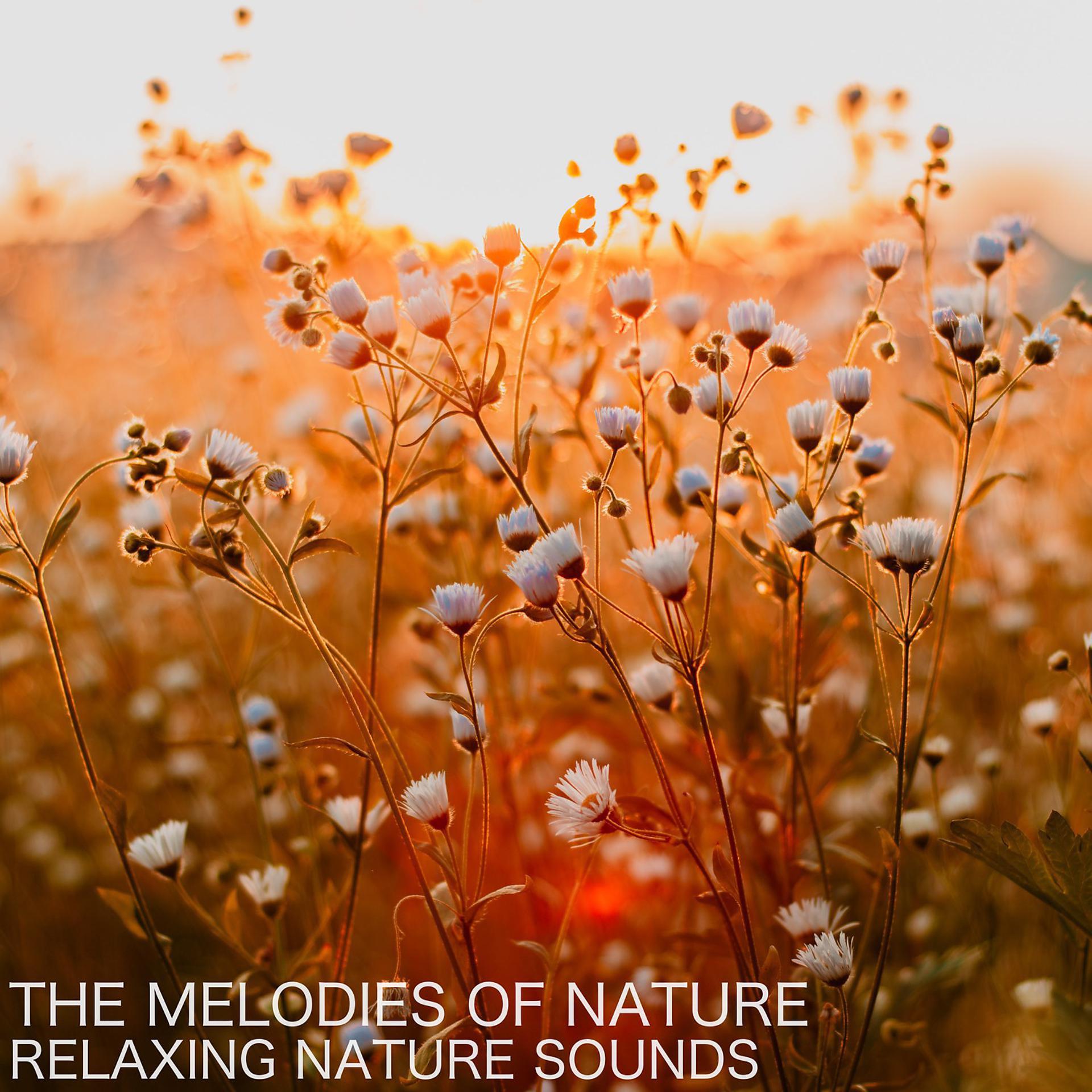 Постер альбома The Melodies of Nature (Relaxing Nature Sounds)