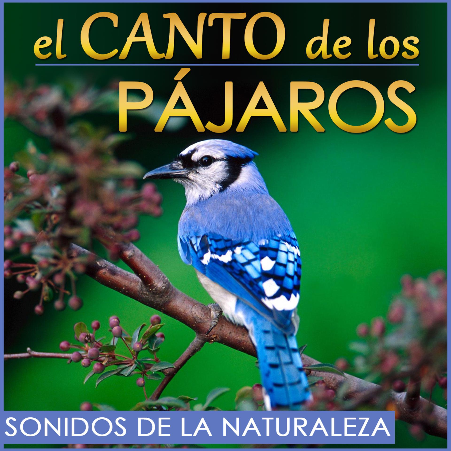 Постер альбома El Canto de los Pajaros. Sonidos de la Naturaleza.