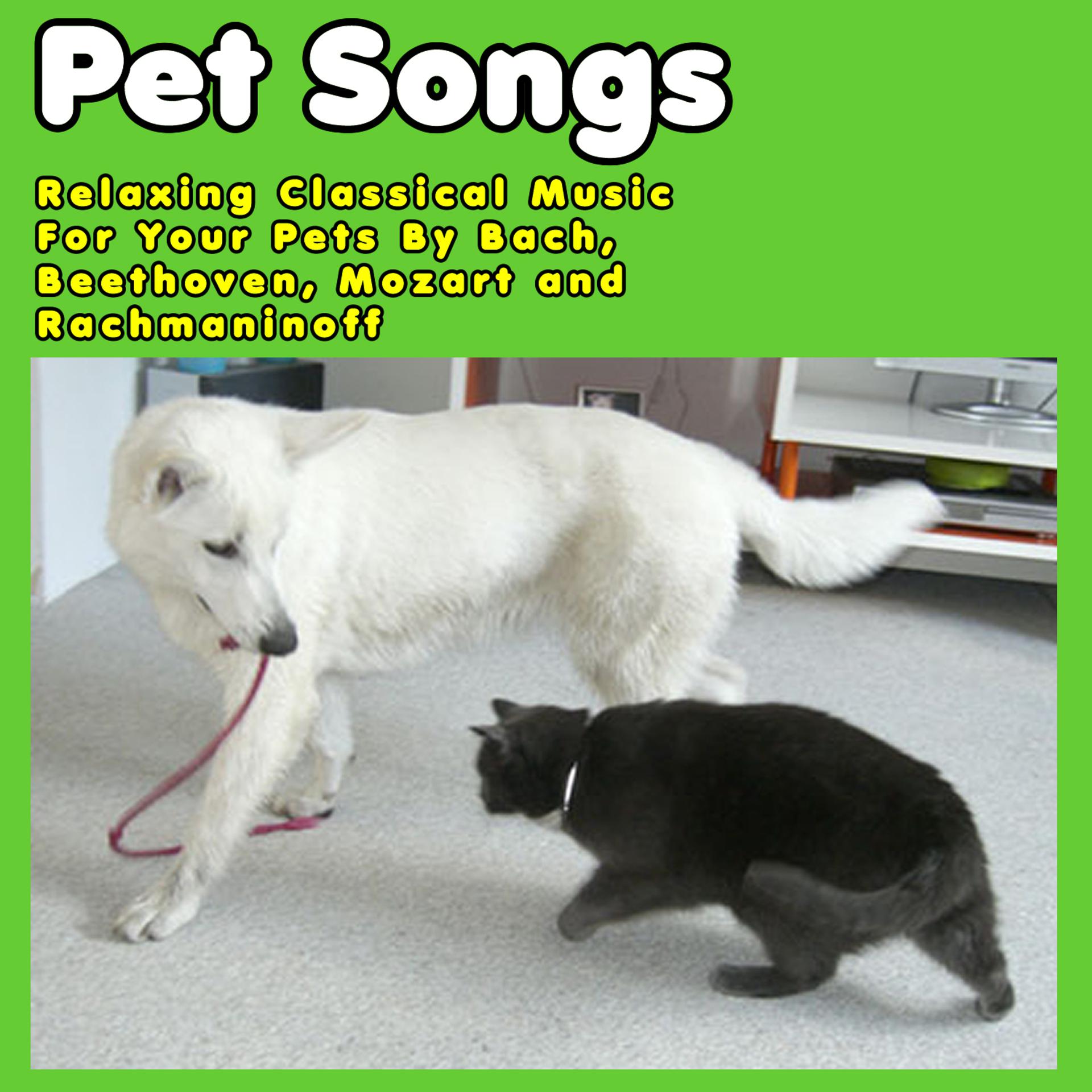 Постер альбома Pet Songs: Relaxing Classical Music For Your Pets By Bach, Beethoven, Mozart and Rachmaninoff