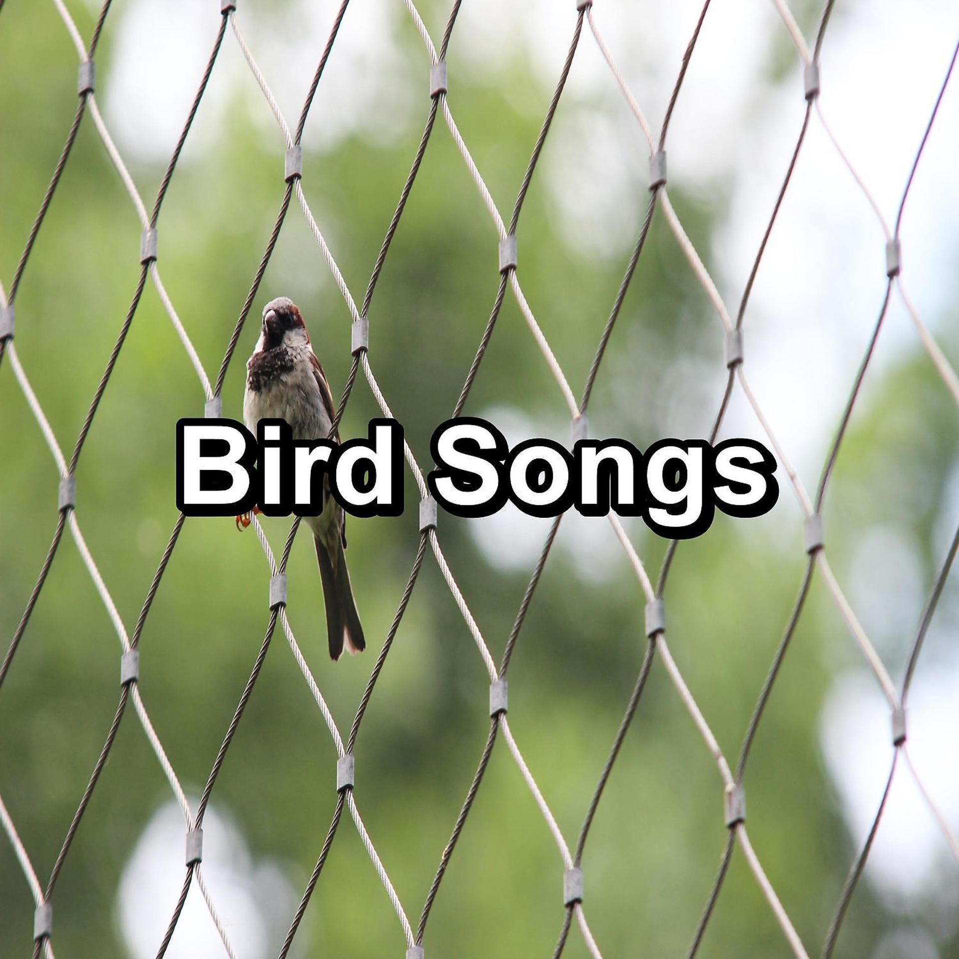 Постер альбома Bird Songs