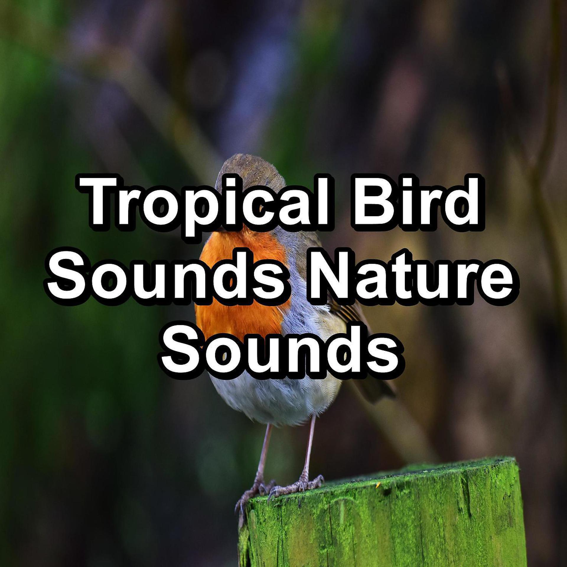 Постер альбома Tropical Bird Sounds Nature Sounds