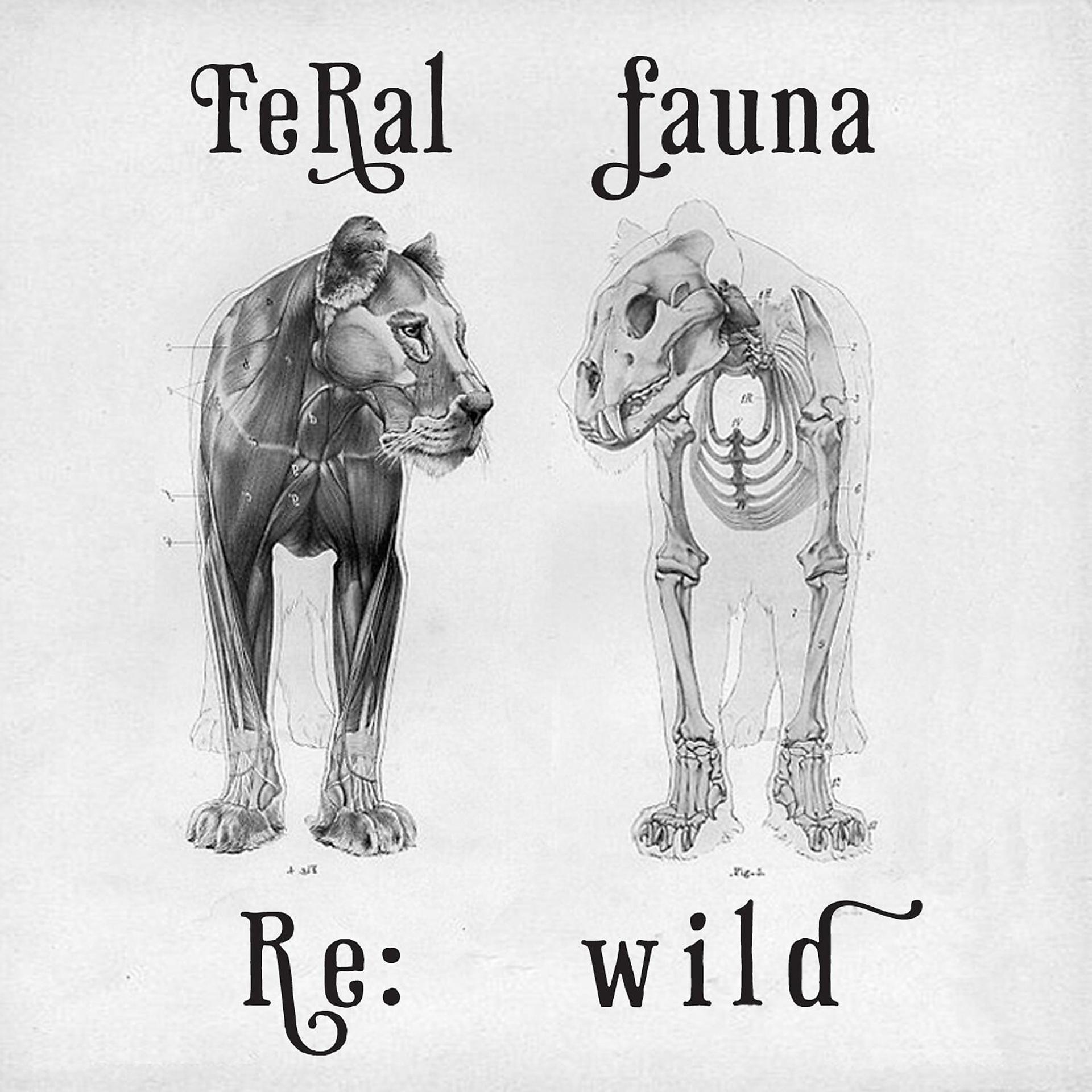 Постер альбома Re:Wild