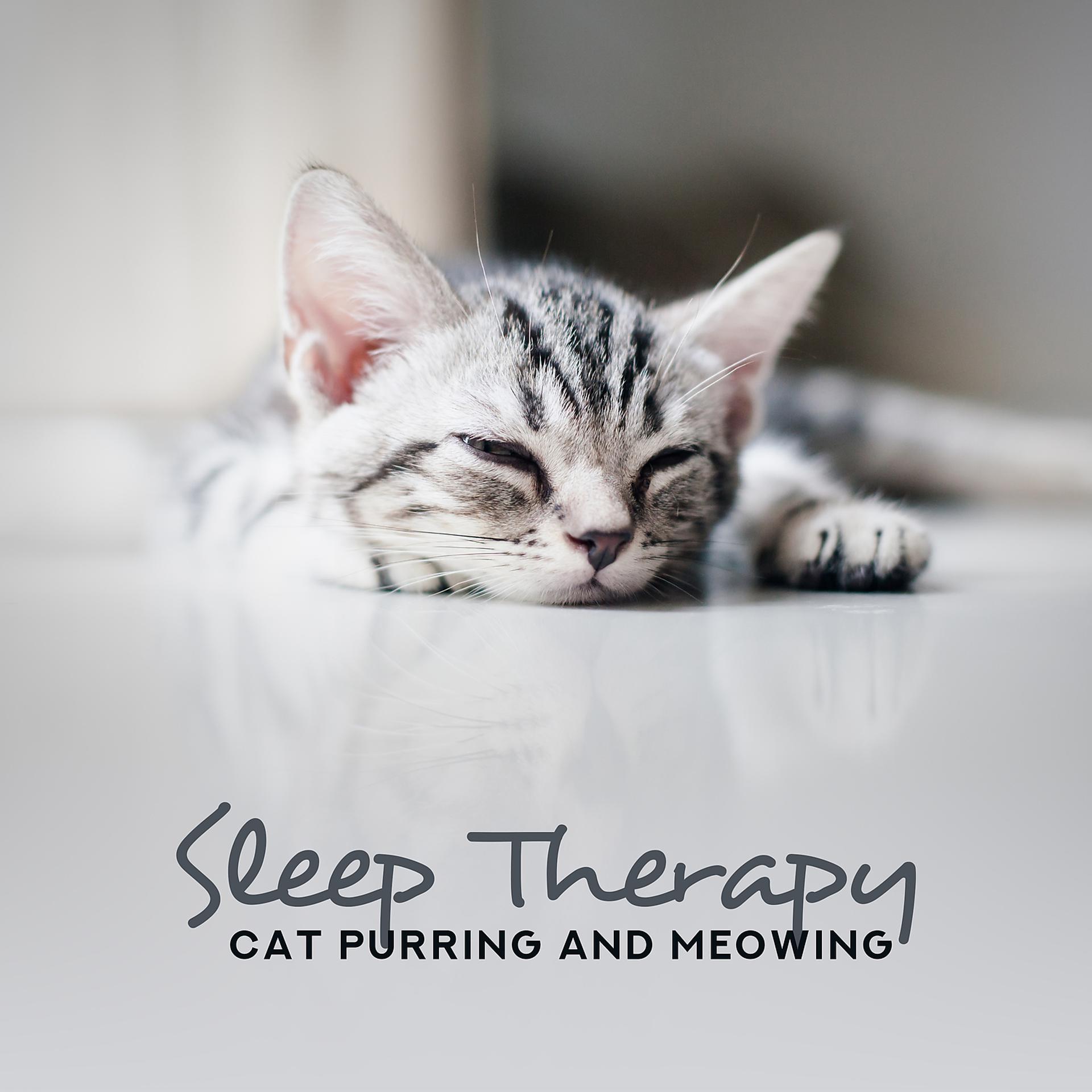 Постер альбома Sleep Therapy: Cat Purring and Meowing, Deep Sleep, Oasis of Dreams, Total Insomnia Cure