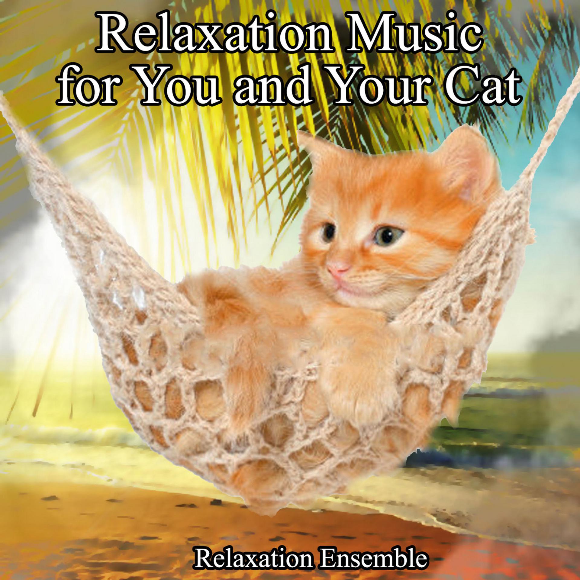 Постер альбома Relaxation Music for You and Your Cat