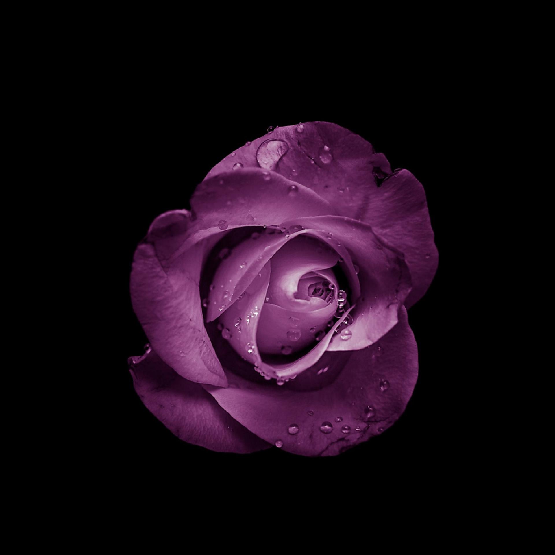 Постер альбома Purple Rose