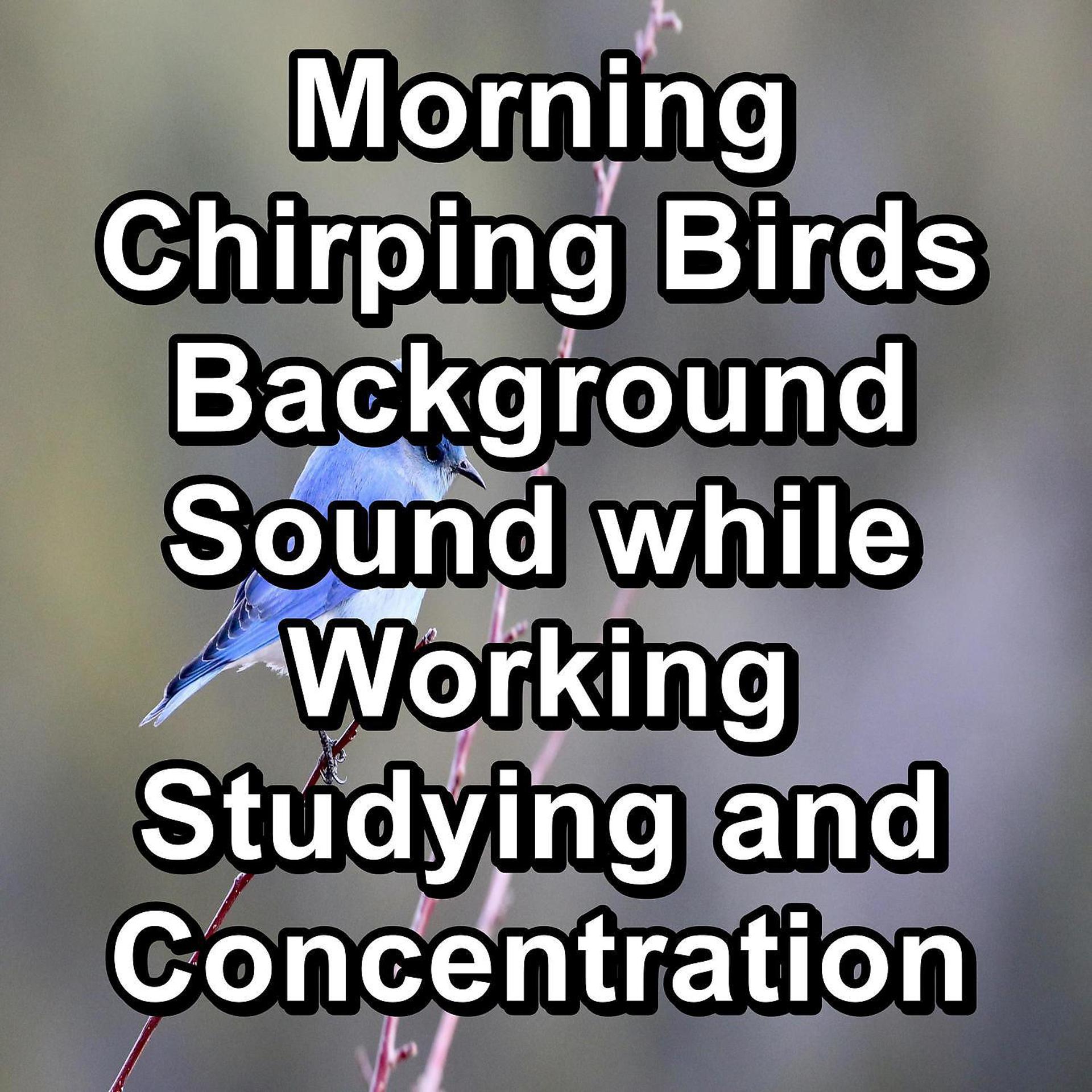 Постер альбома Morning Chirping Birds Background Sound while Working Studying and Concentration