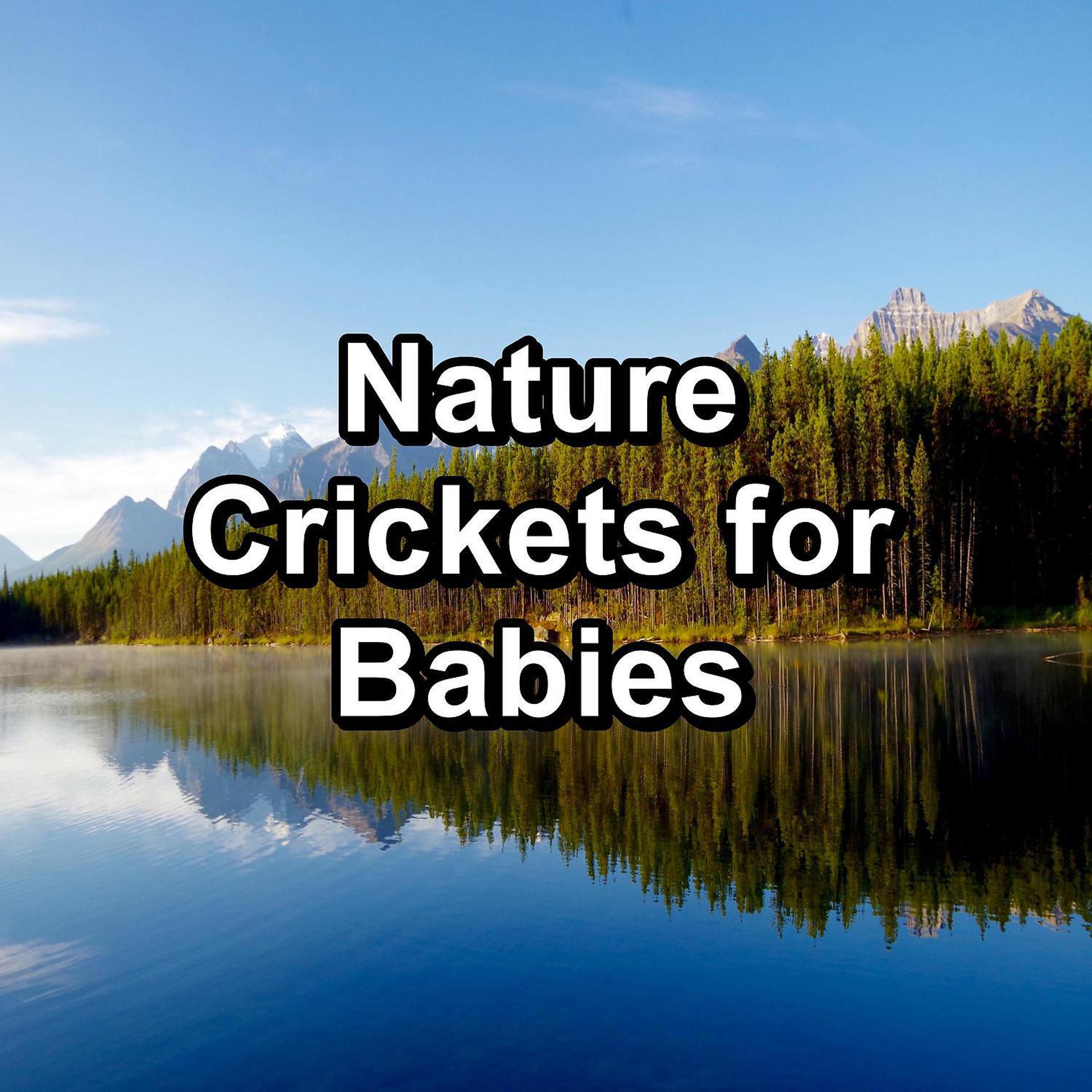 Постер альбома Nature Crickets for Babies