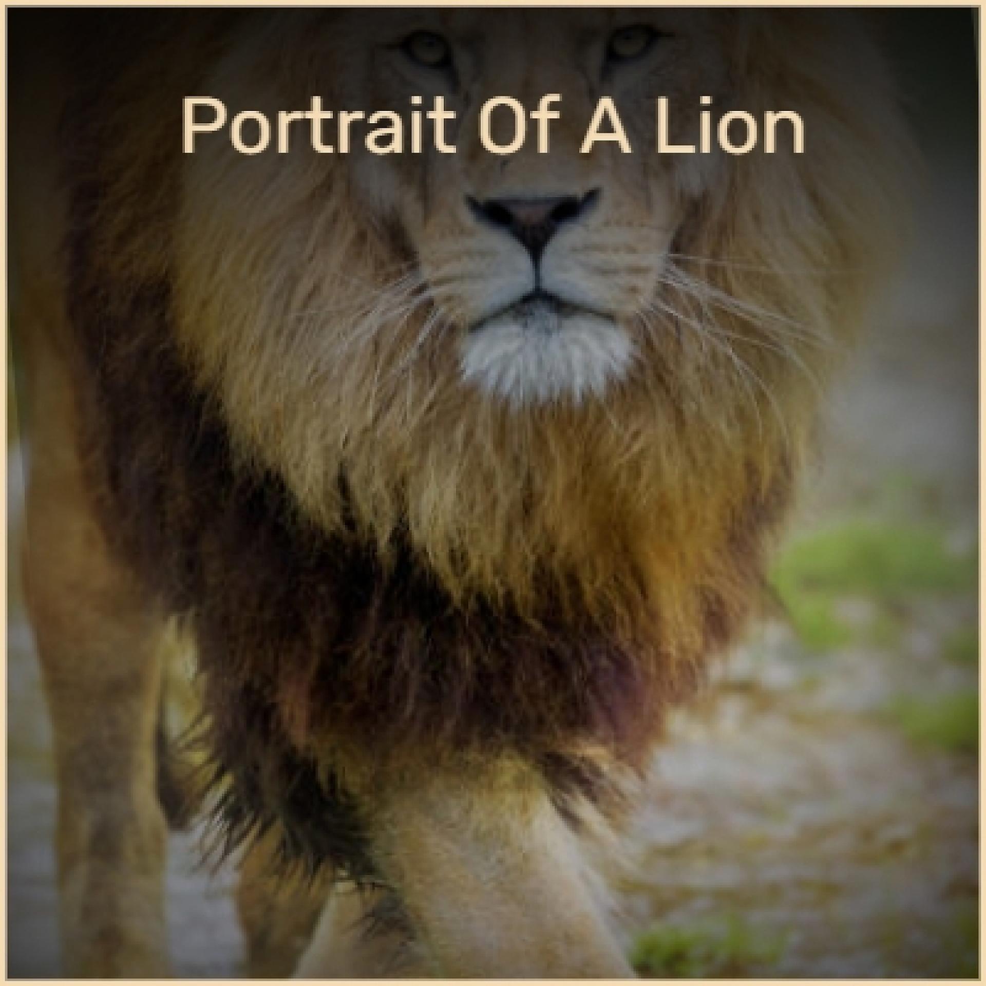 Постер альбома Portrait of a Lion