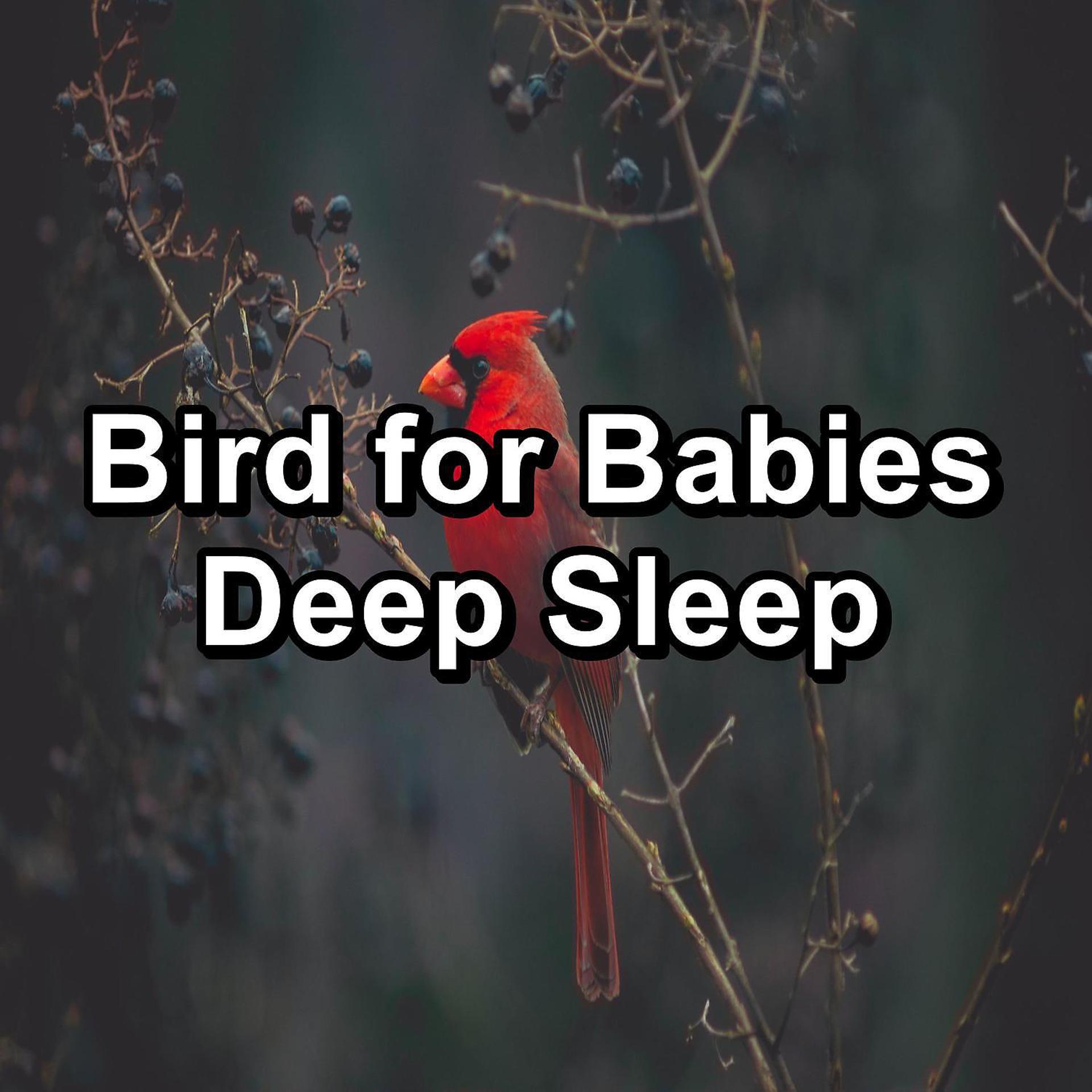 Постер альбома Bird for Babies Deep Sleep