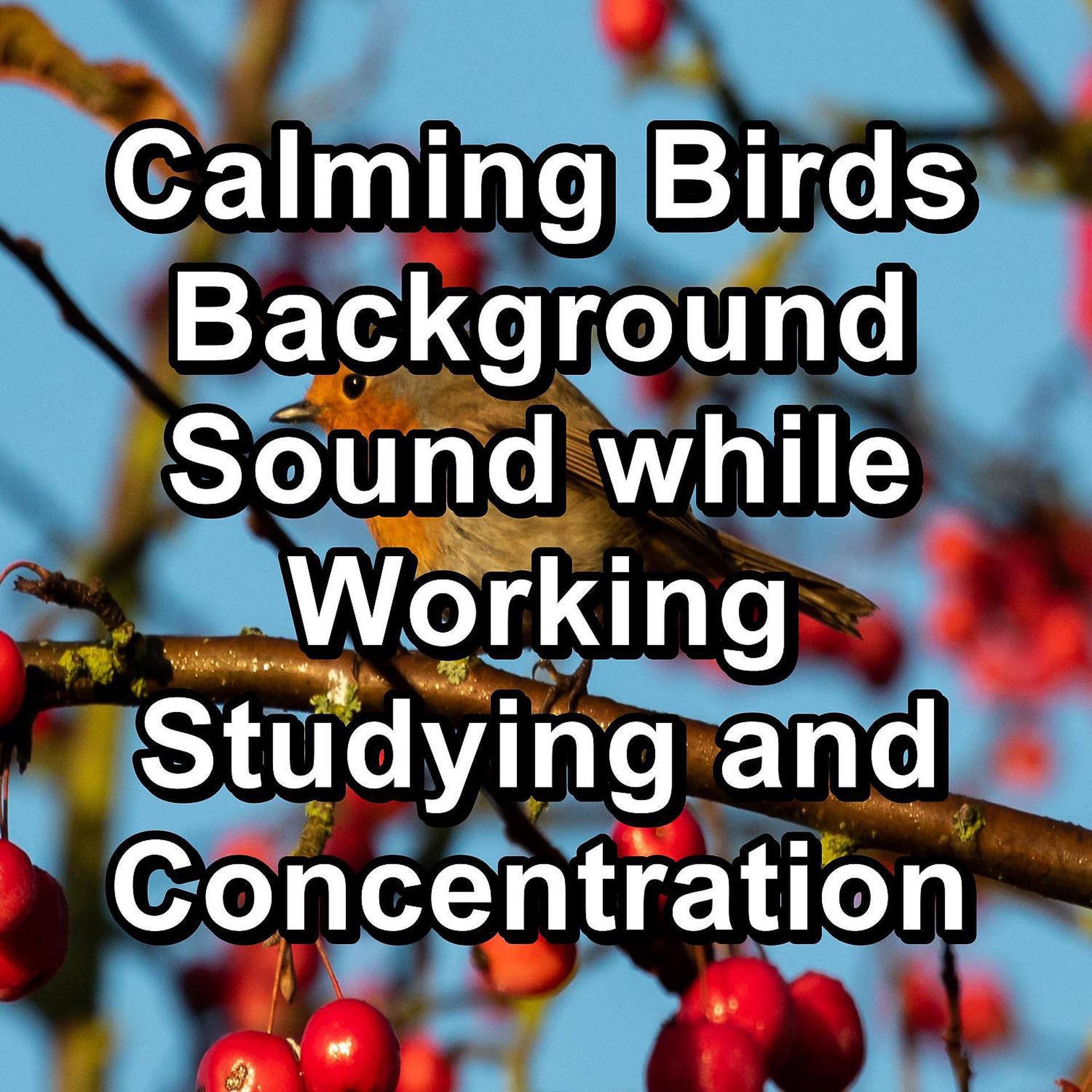 Постер альбома Calming Birds Background Sound while Working Studying and Concentration