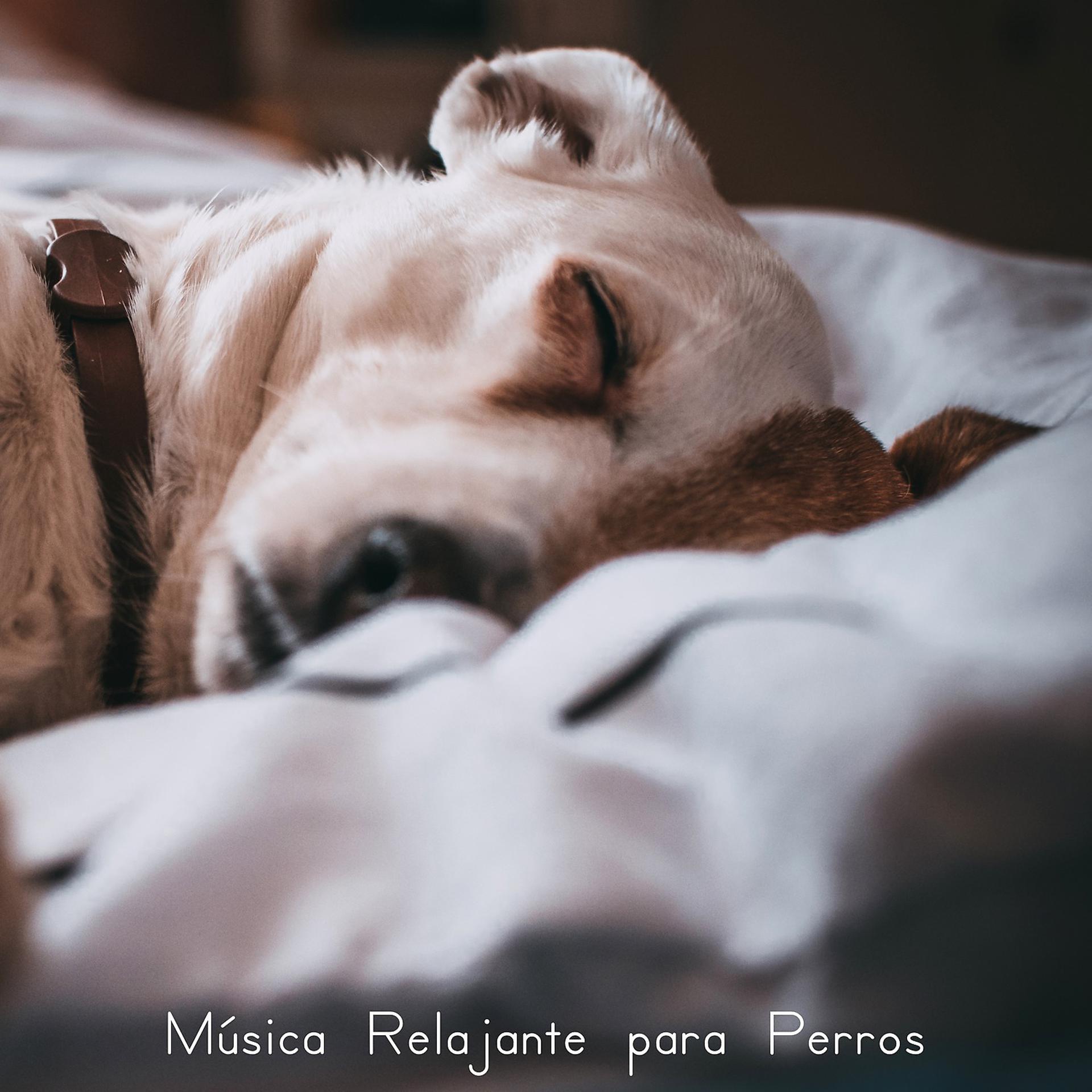 Постер альбома Música Relajante para Perros