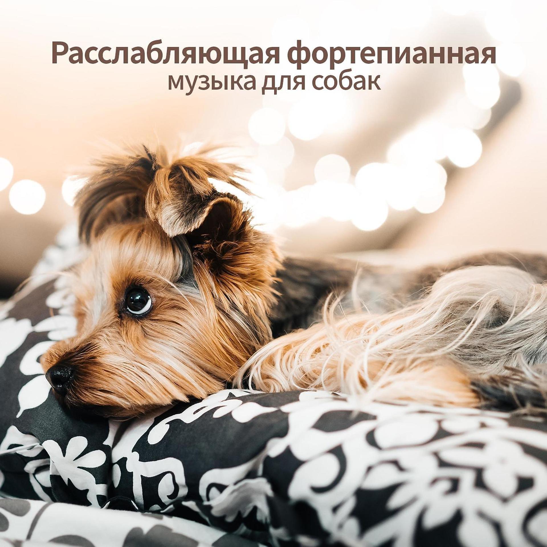 Постер альбома Расслабляющая фортепианная музыка для собак - Звуковая терапия, глубокое расслабление, анксиолитическое, спокойствие, счастливая собака