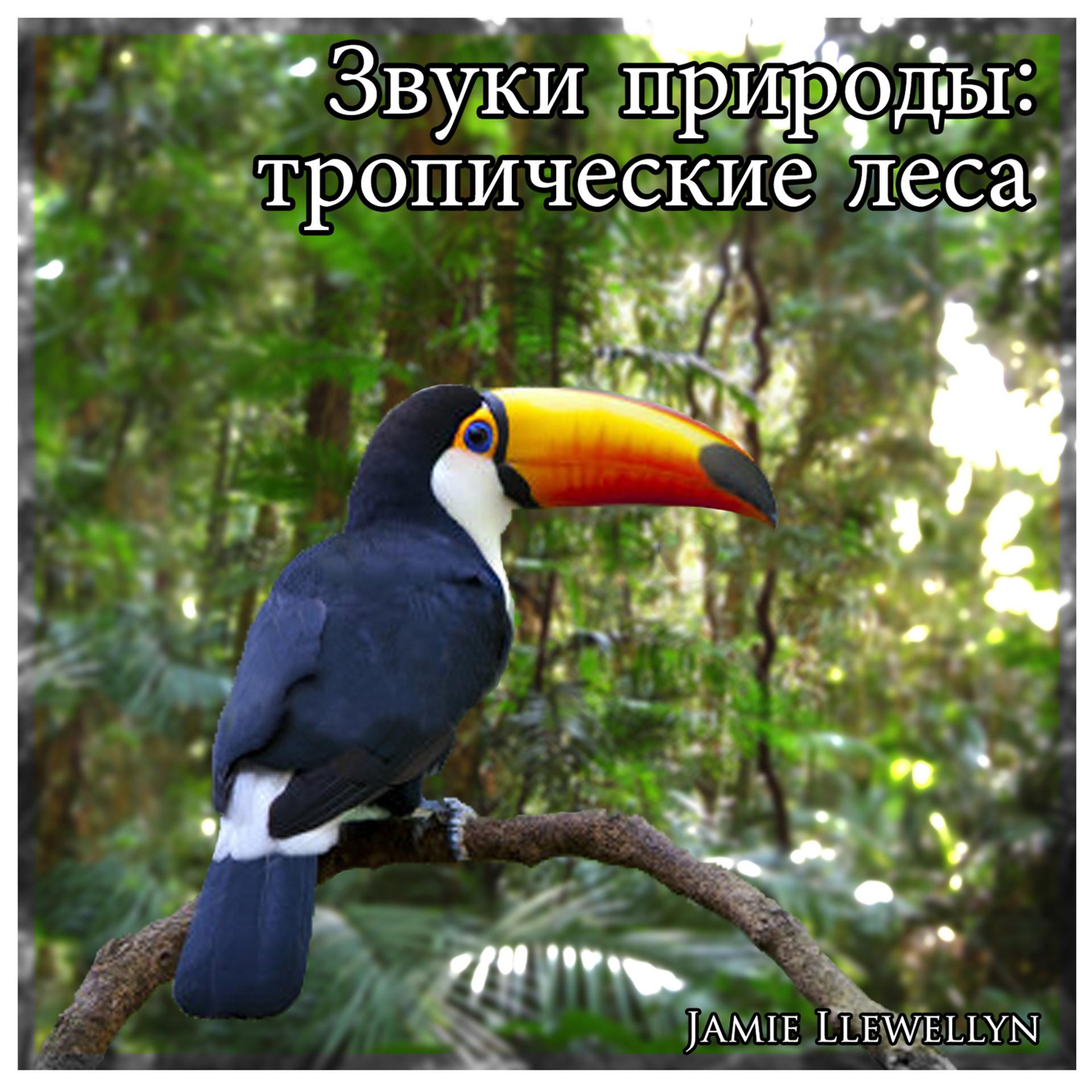 Постер альбома Звуки природы: тропические леса