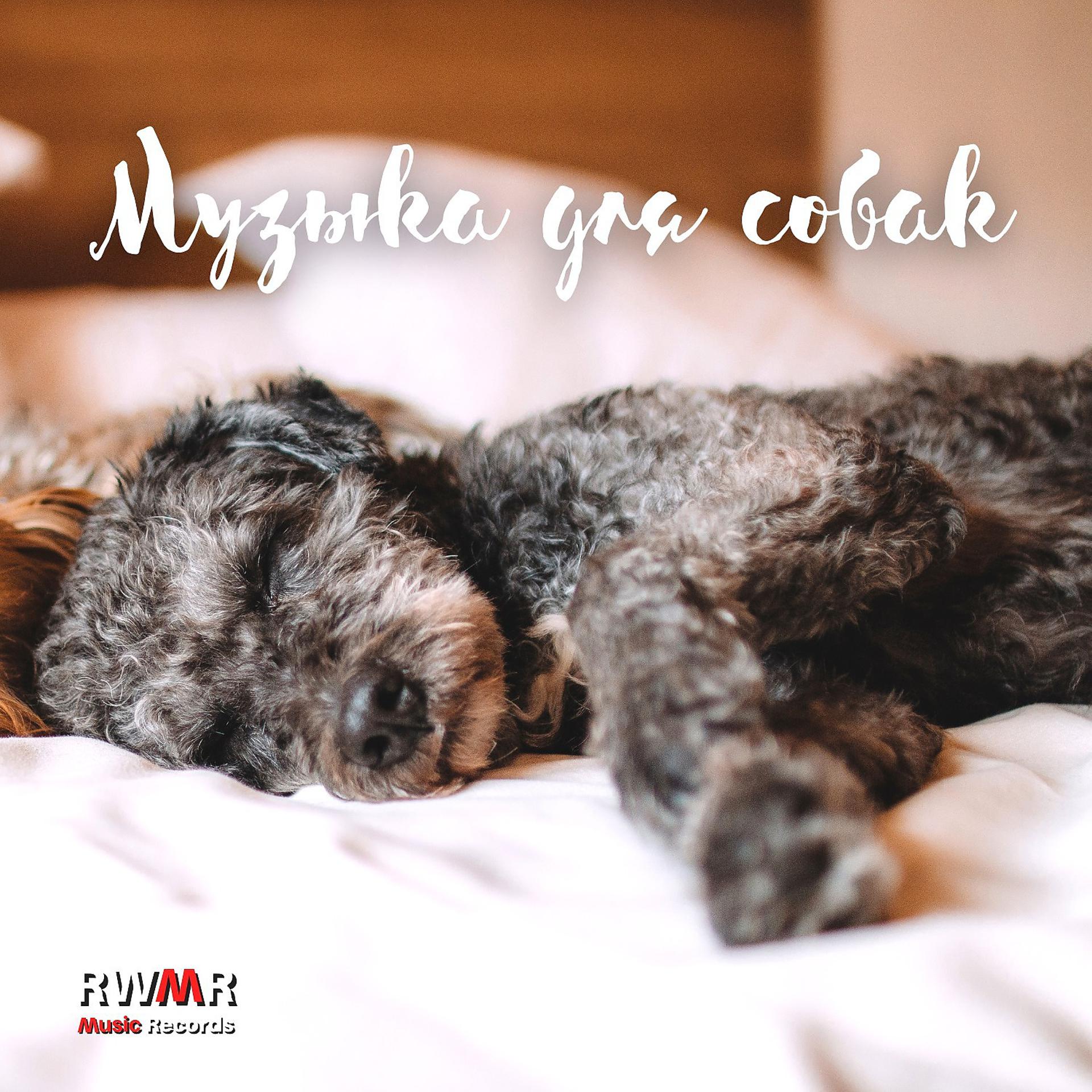 Постер альбома Музыка для собак - Yспокаивающие мелодии для щенков, глубокое расслабление, фортепианная музыка, антистрессовые песни, терапия для сна