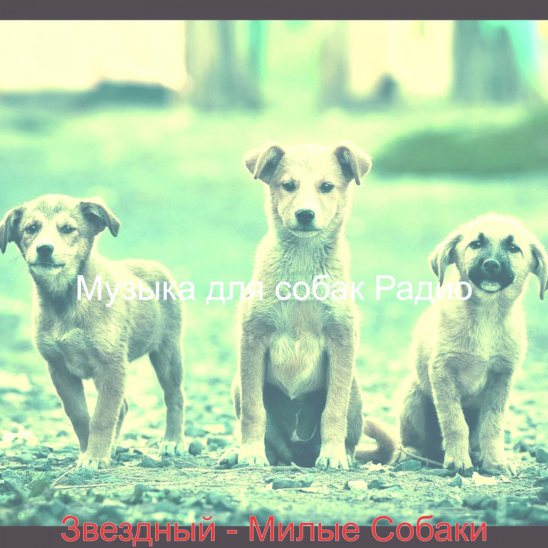 Постер альбома Звездный - Милые Собаки
