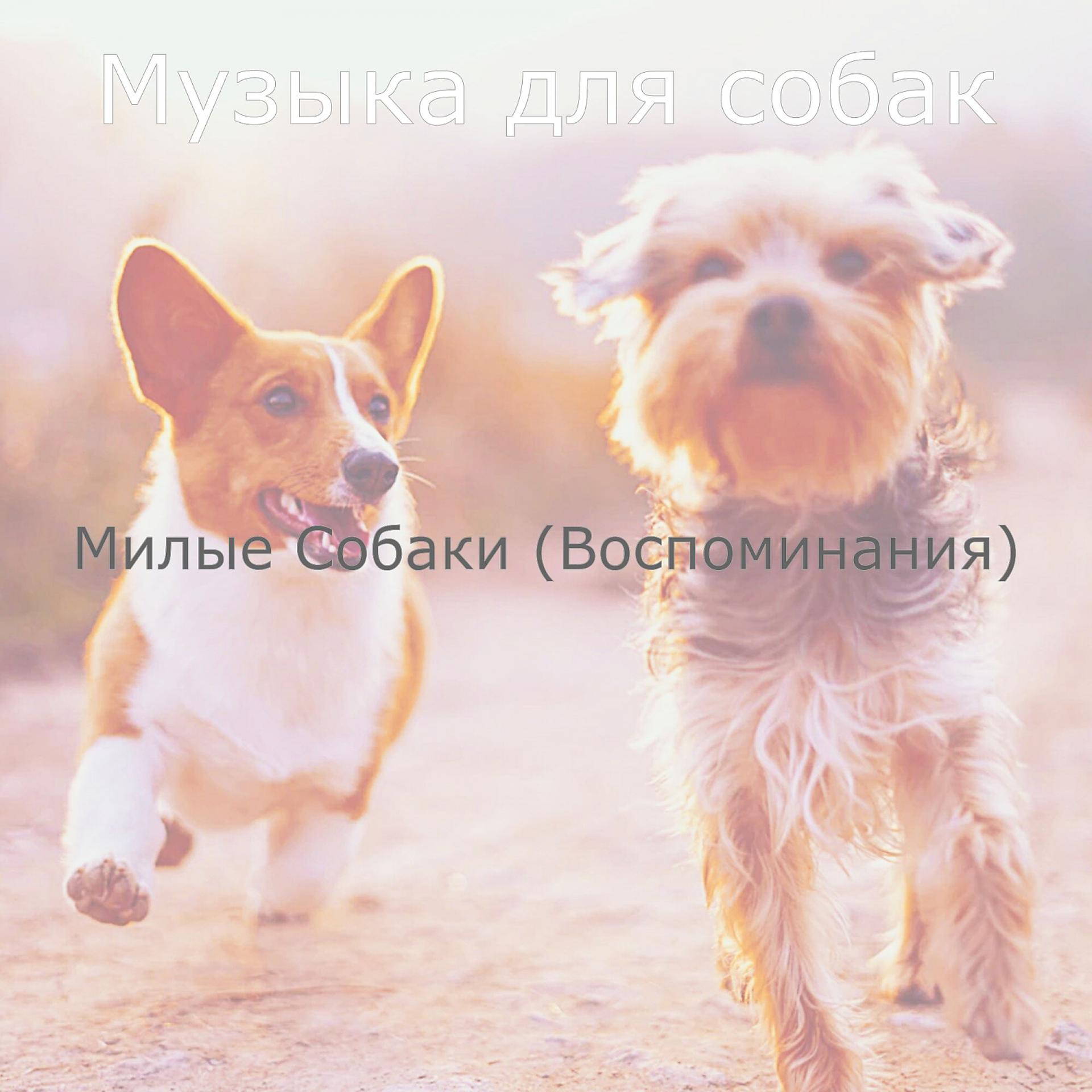 Постер альбома Милые Собаки (Воспоминания)