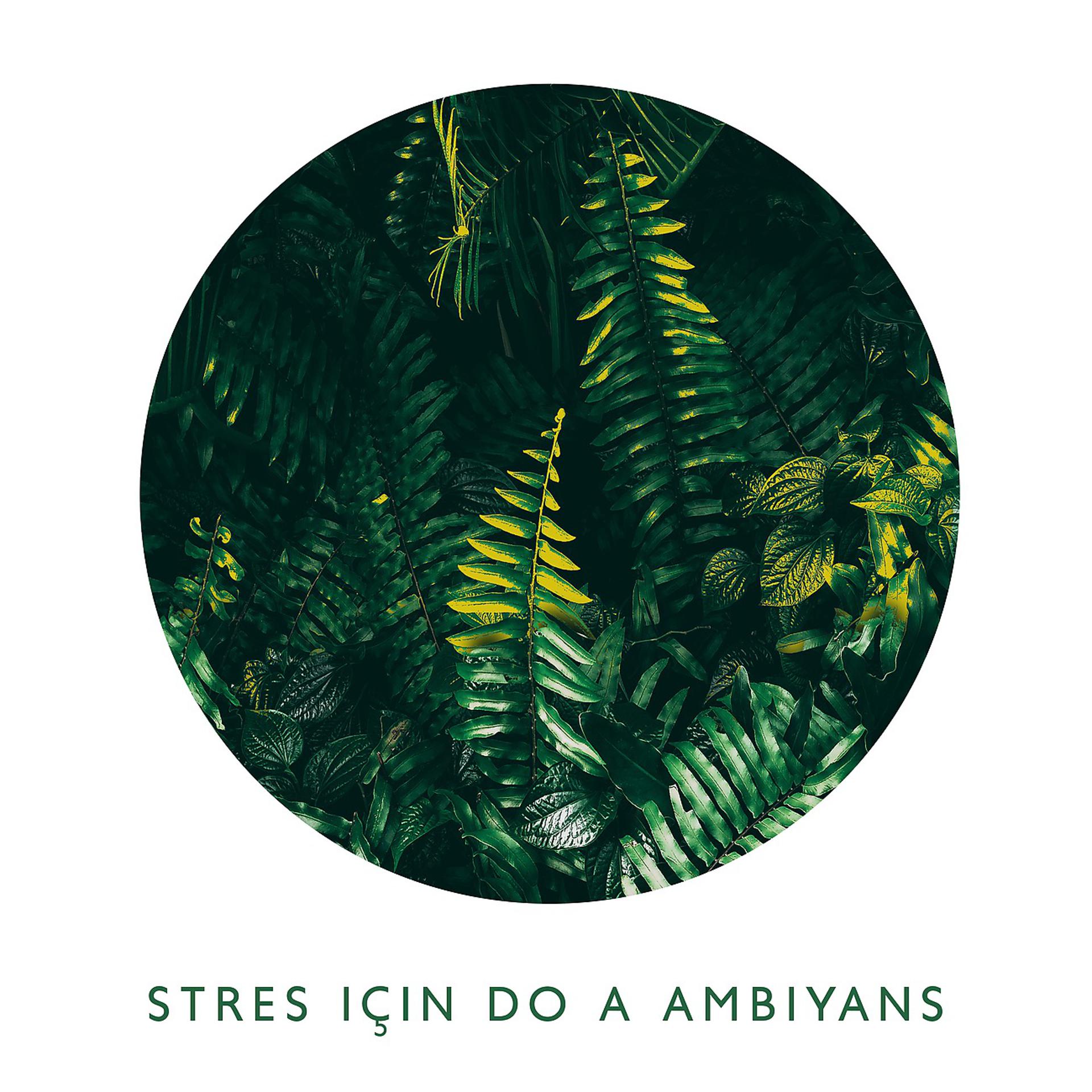 Постер альбома Stres için Doğa Ambiyans ve Dinlenme Müziği
