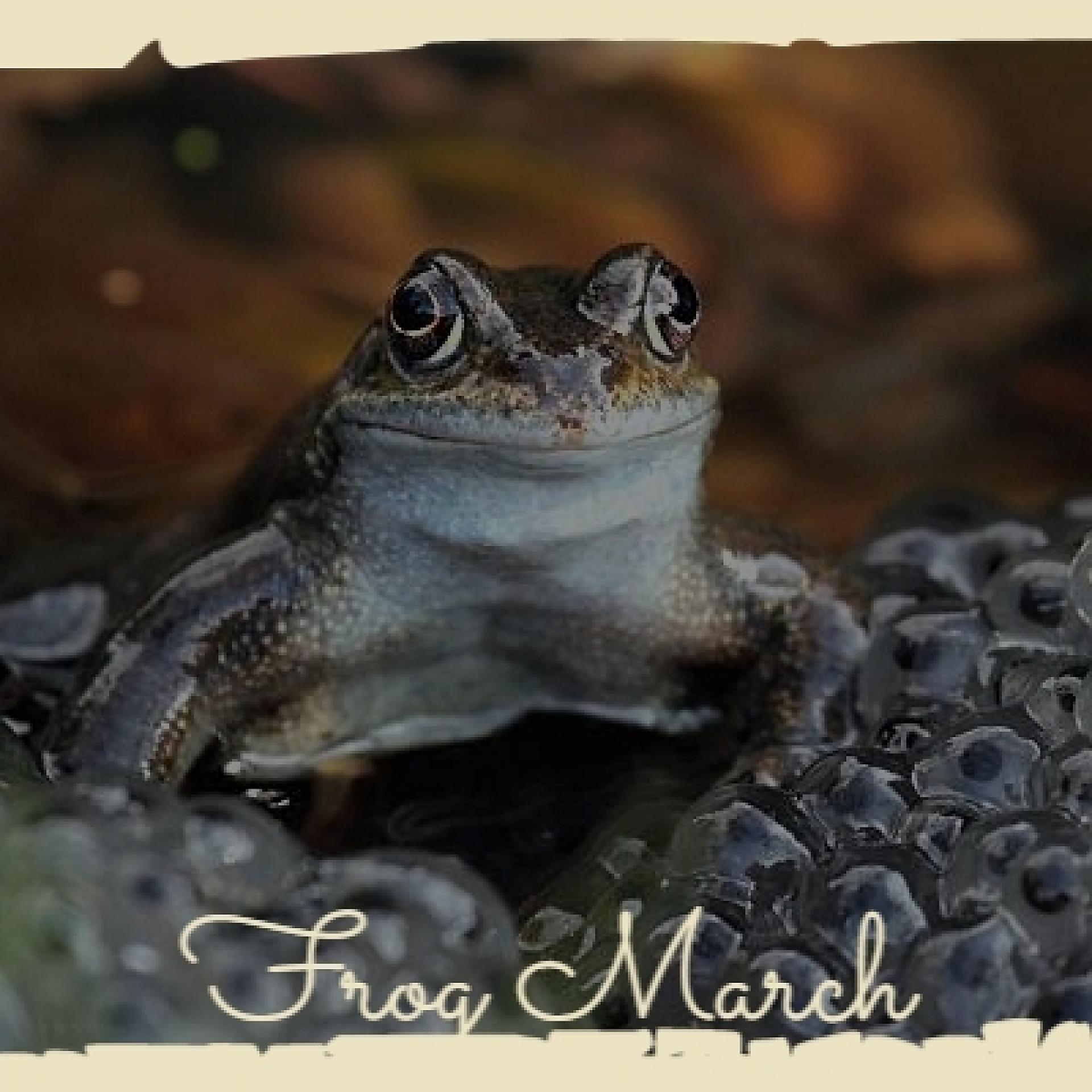 Постер альбома Frog March