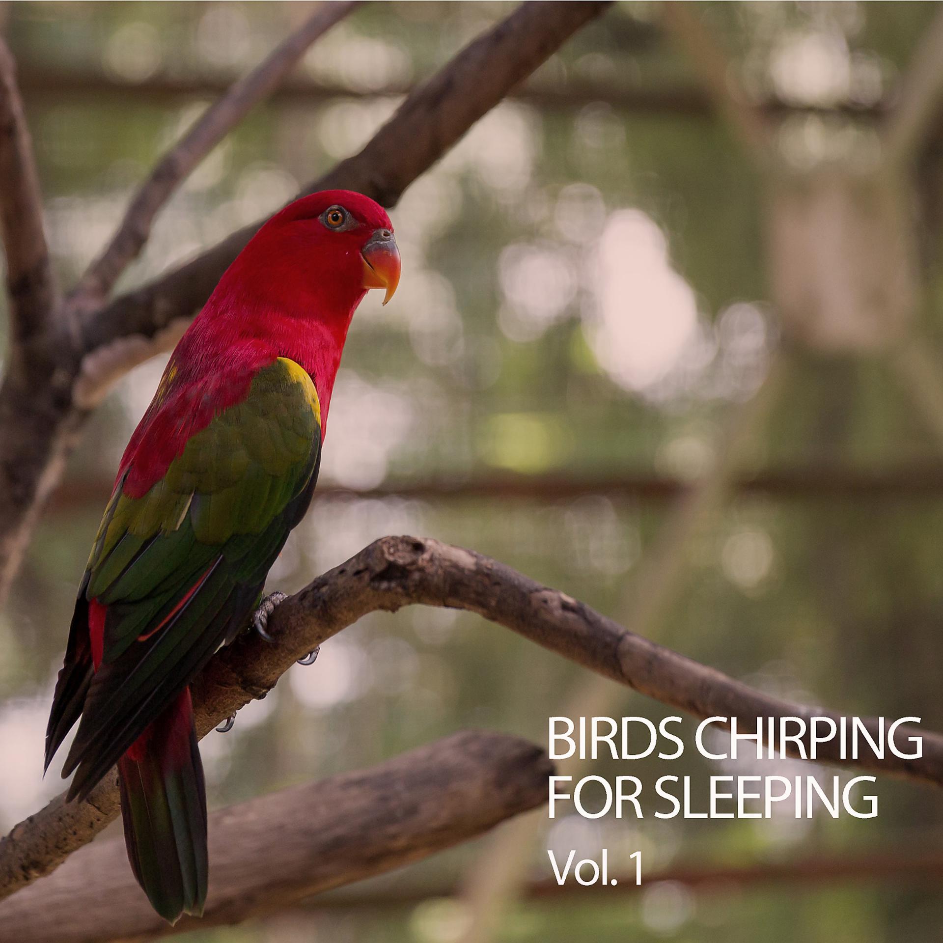 Постер альбома Birds Chirping For Sleeping Vol. 1