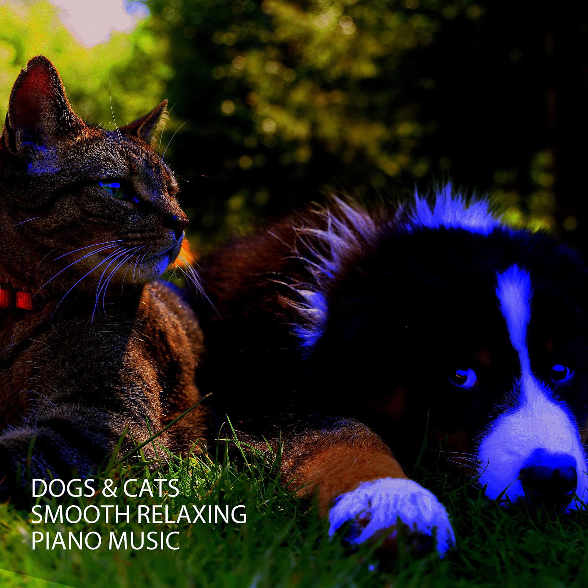 Постер альбома Dogs & Cats: Smooth Relaxing Piano Music