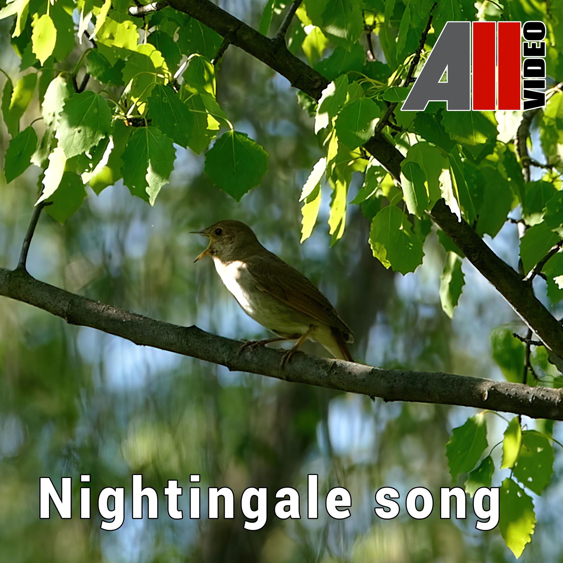 Постер к треку AllVideo - Nightingale song