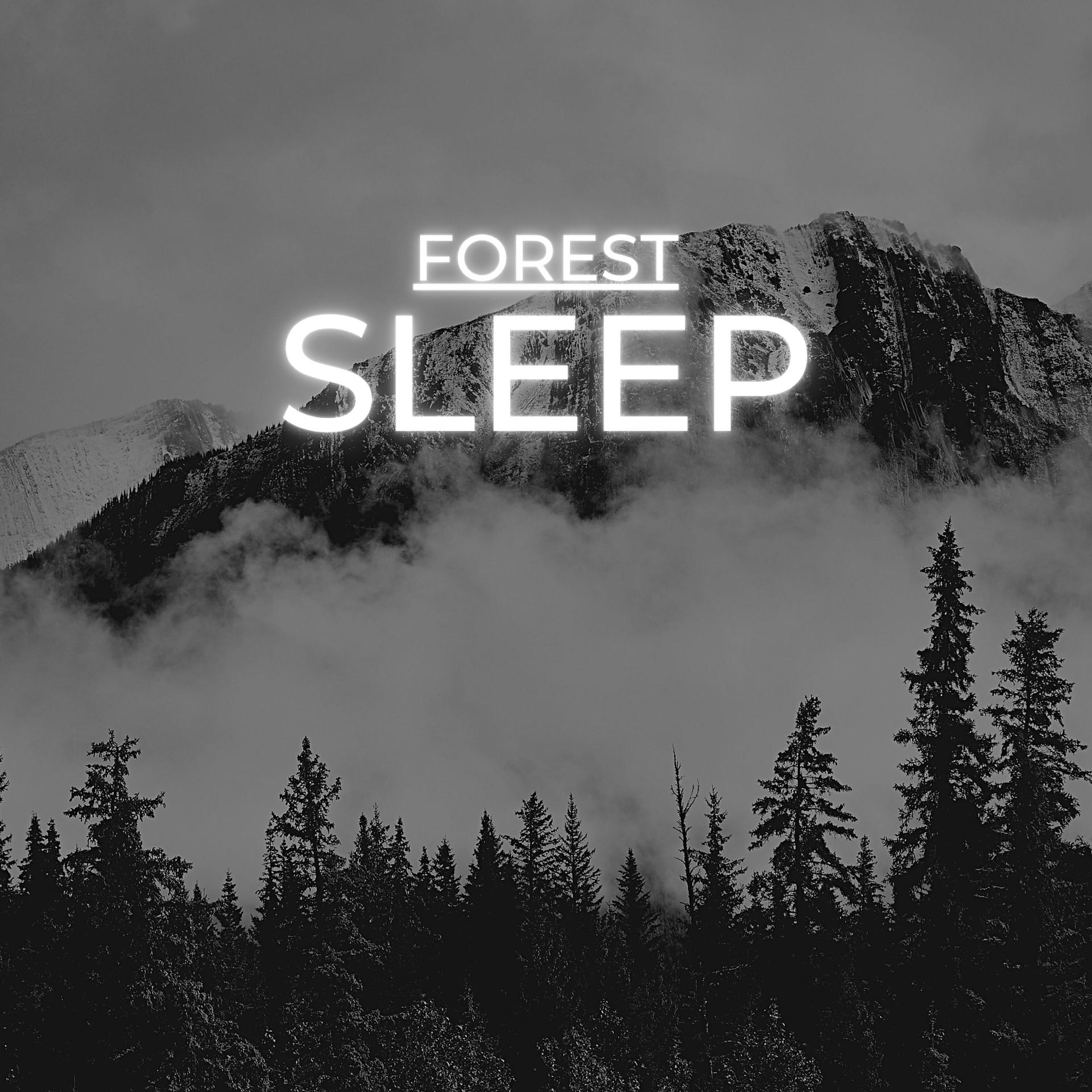 Постер альбома Forest Sleep