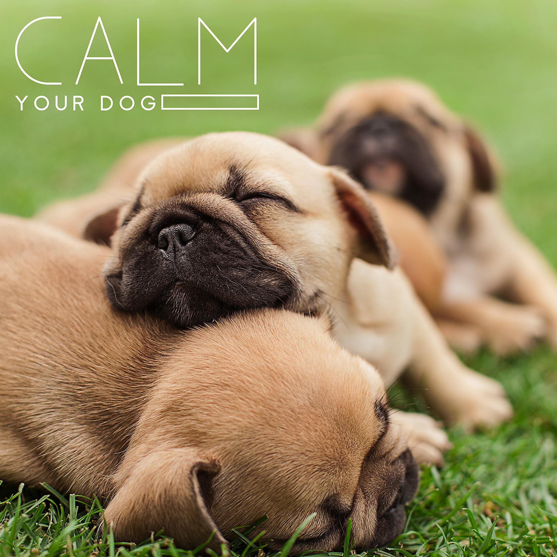 Постер альбома Calm Your Dog: Lullaby for Pets Soft Animal Sleep Music