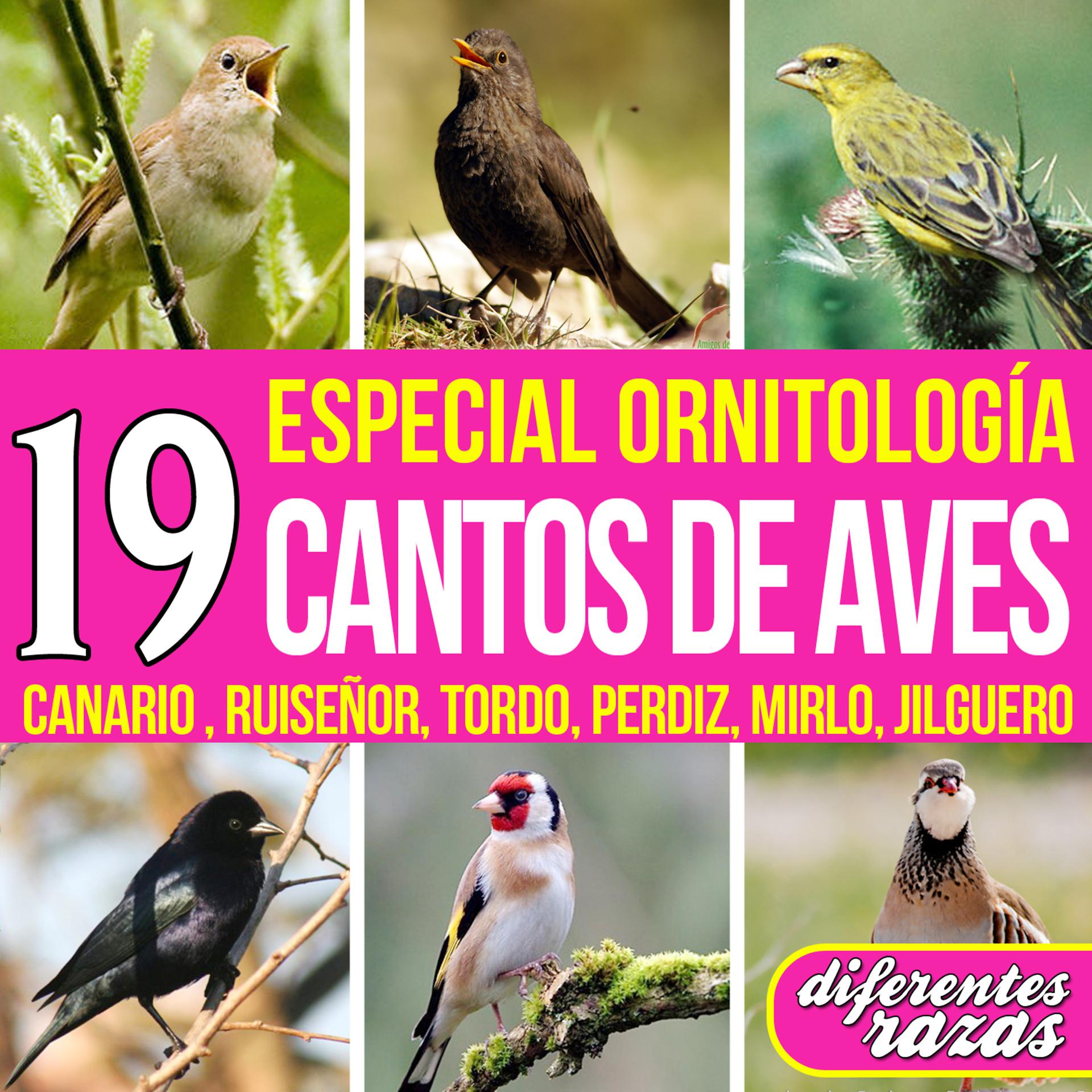 Постер альбома 19 Cantos de Aves. Especial Ornitología Diferentes Razas