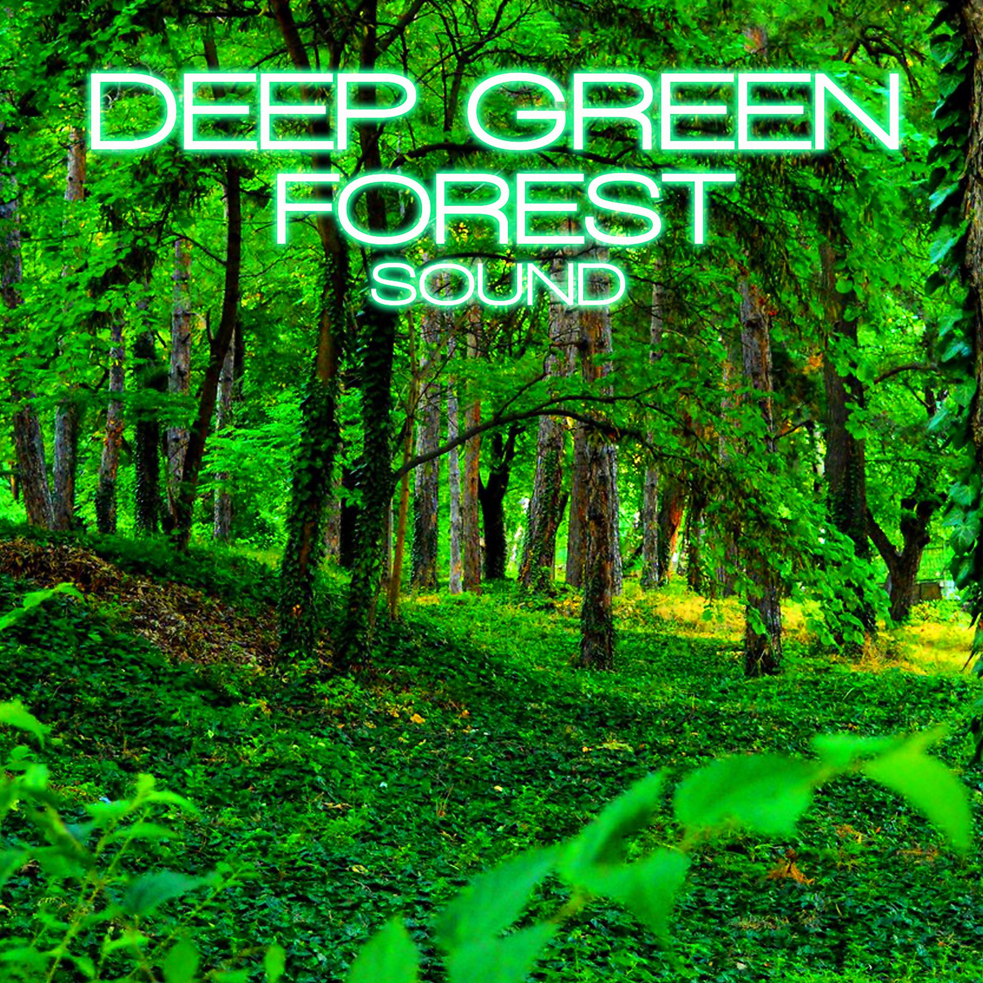 Постер альбома Deep Green Forest Sound (feat. Soothing Nature Sounds, Sounds Nature, Swedish Forest Nature Sound, Discovery Nature Sound, Discovery Soundscapes & Nature Soundscapes)