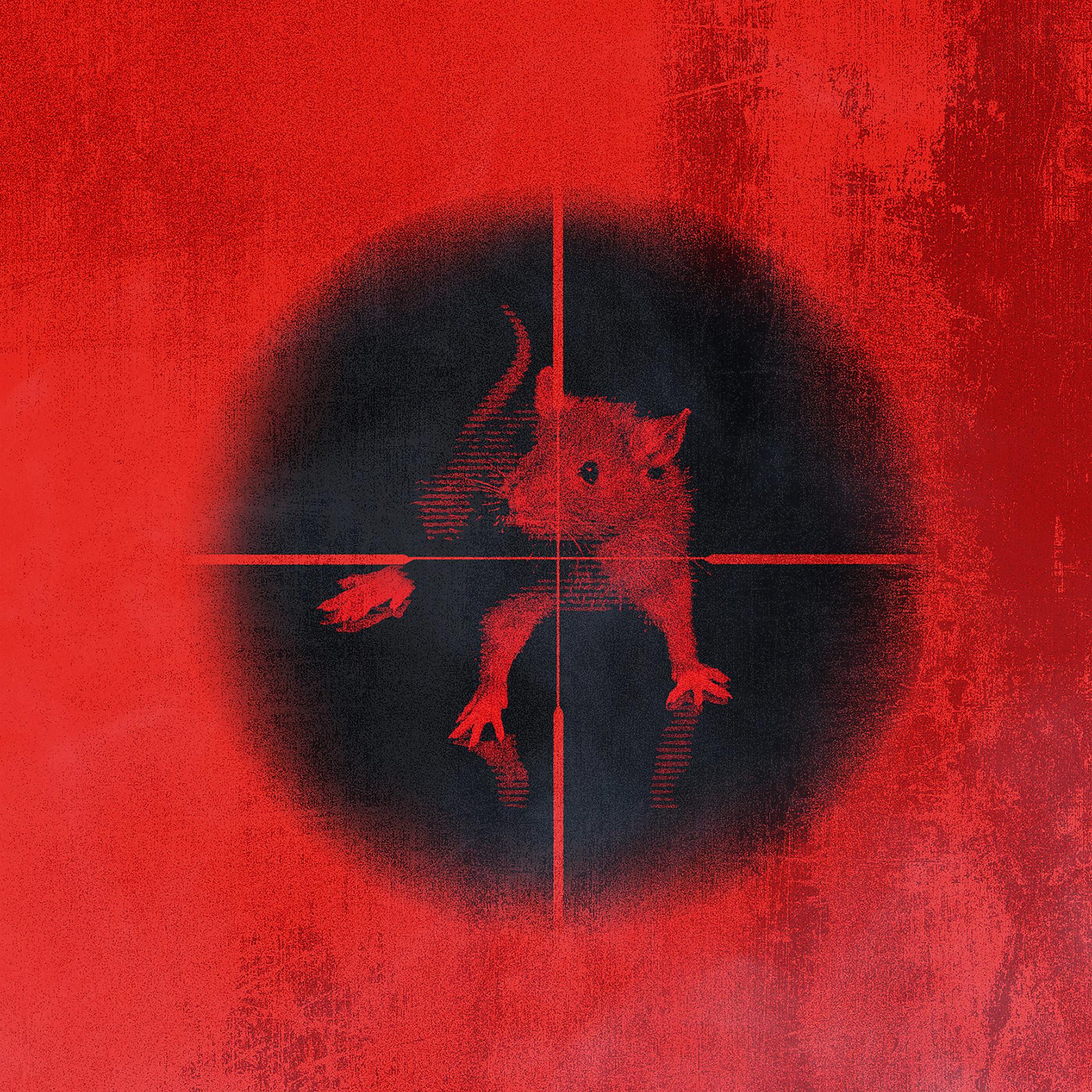 Постер альбома Killing The Rats
