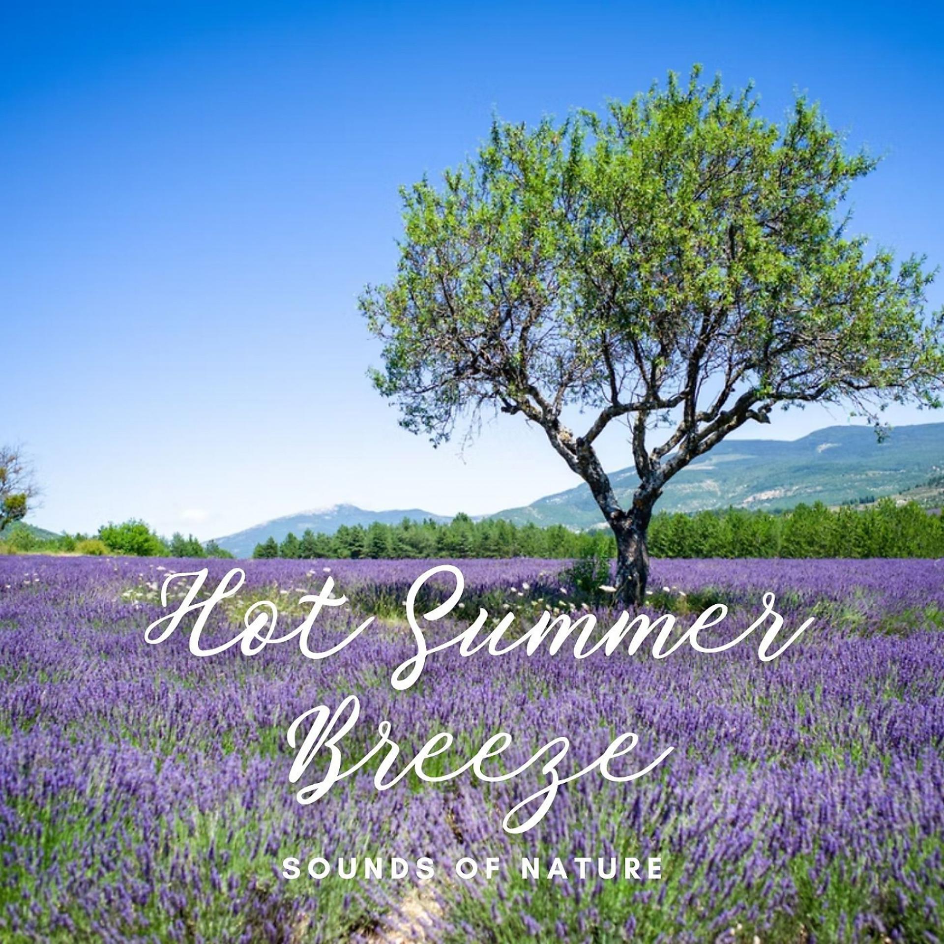 Постер альбома Sounds of Nature: Hot Summer Breeze