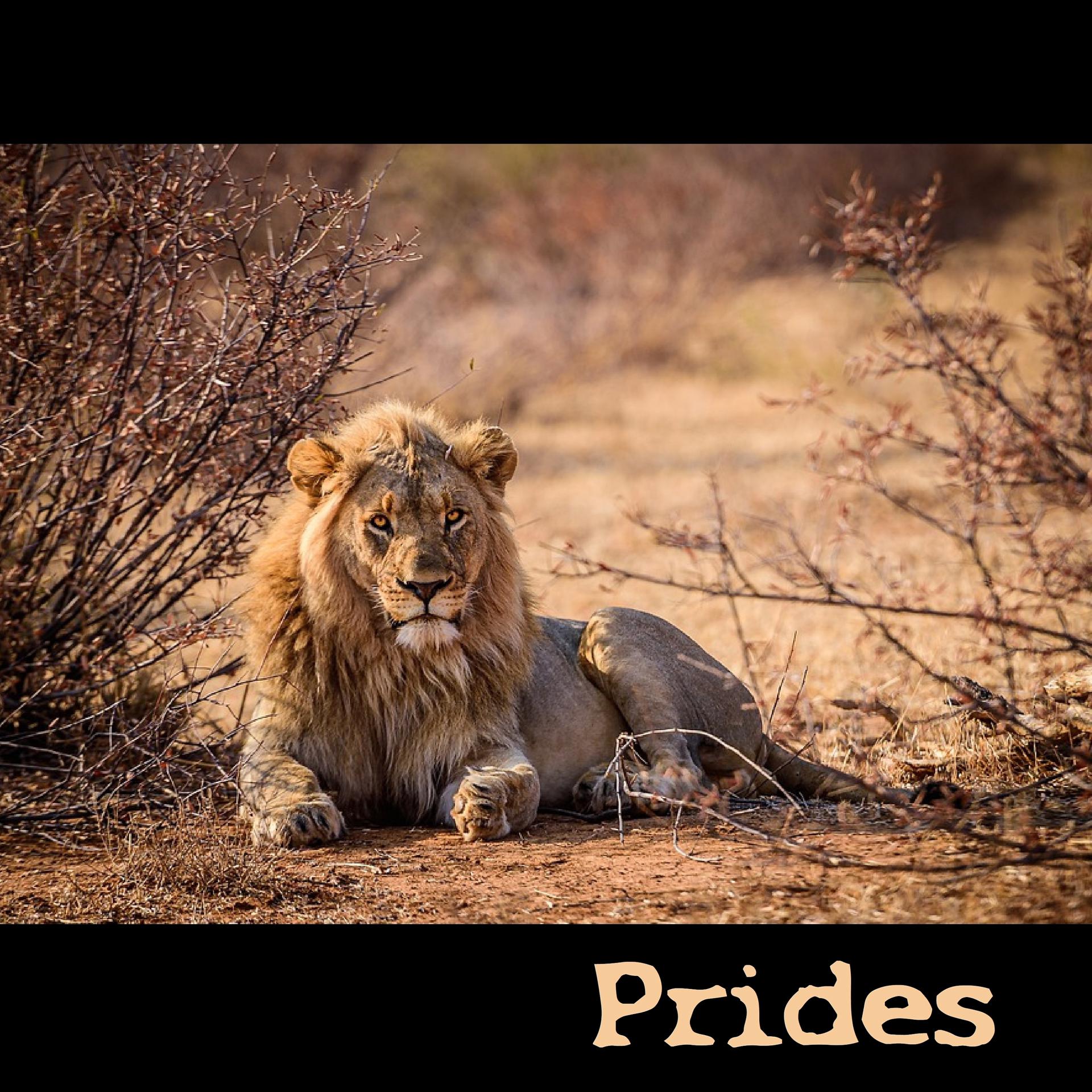 Постер альбома Prides