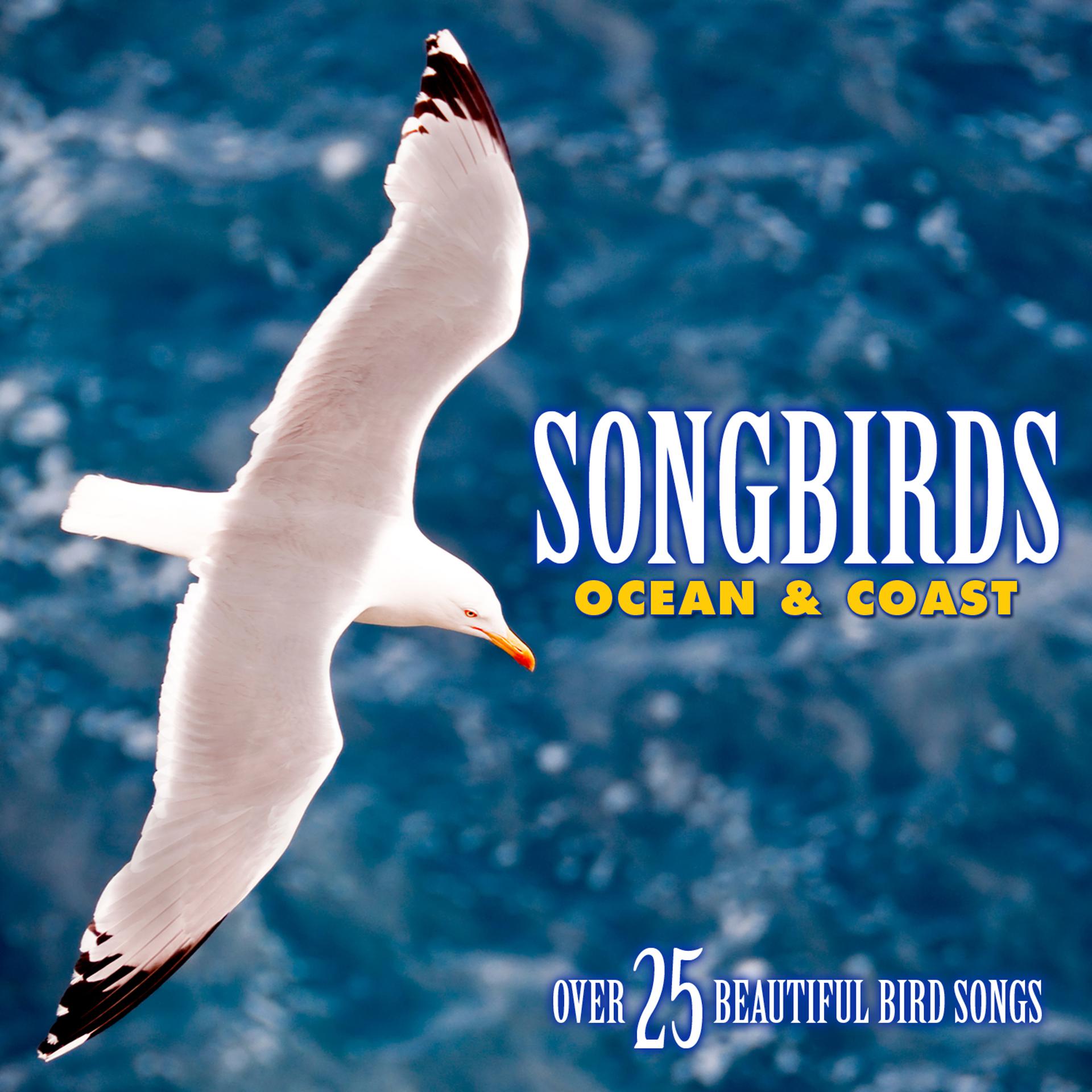 Постер альбома Songbirds: Ocean & Coast - Over 25 Beautiful Bird Songs & Sounds
