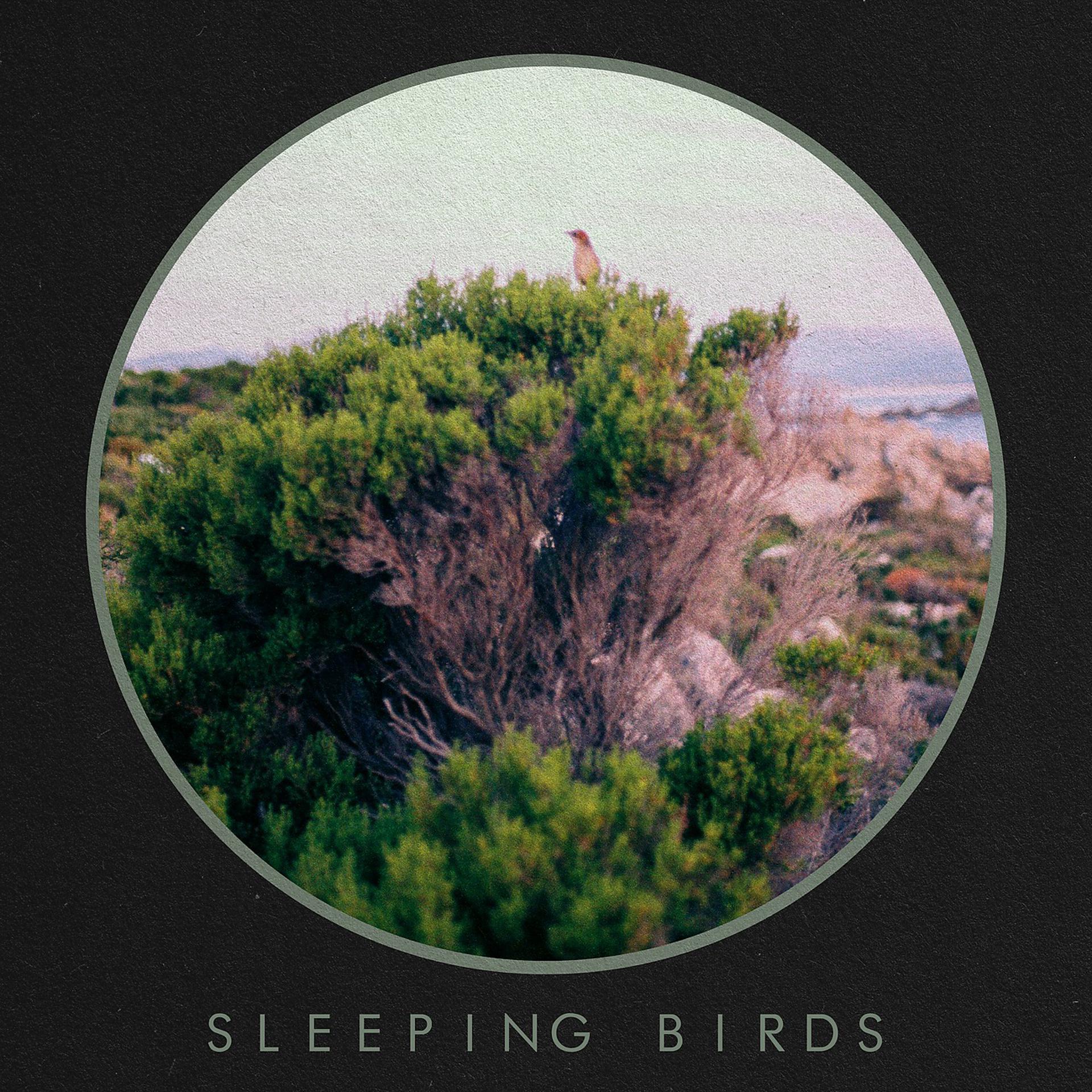 Постер альбома Sleeping Birds