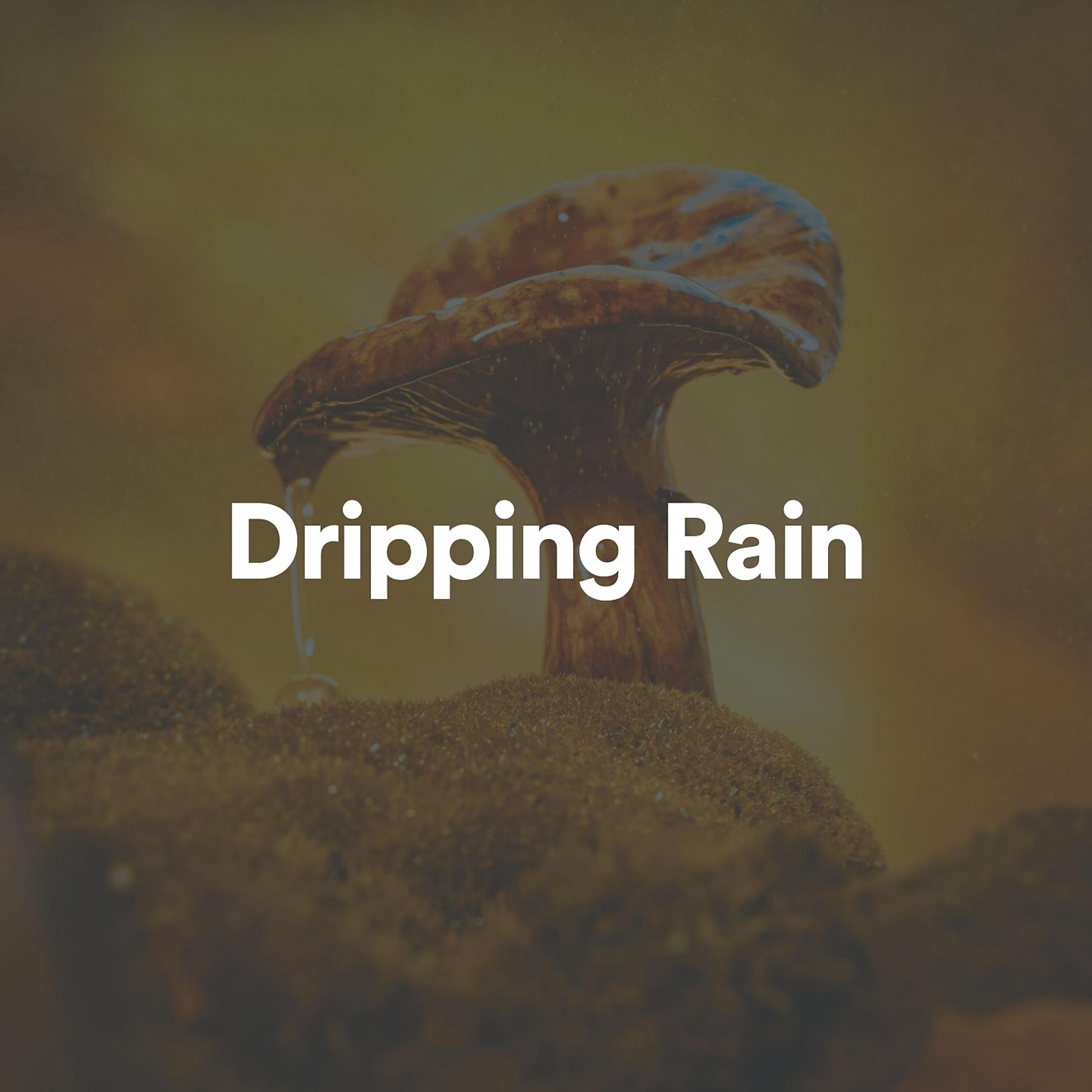 Постер альбома Dripping Rain