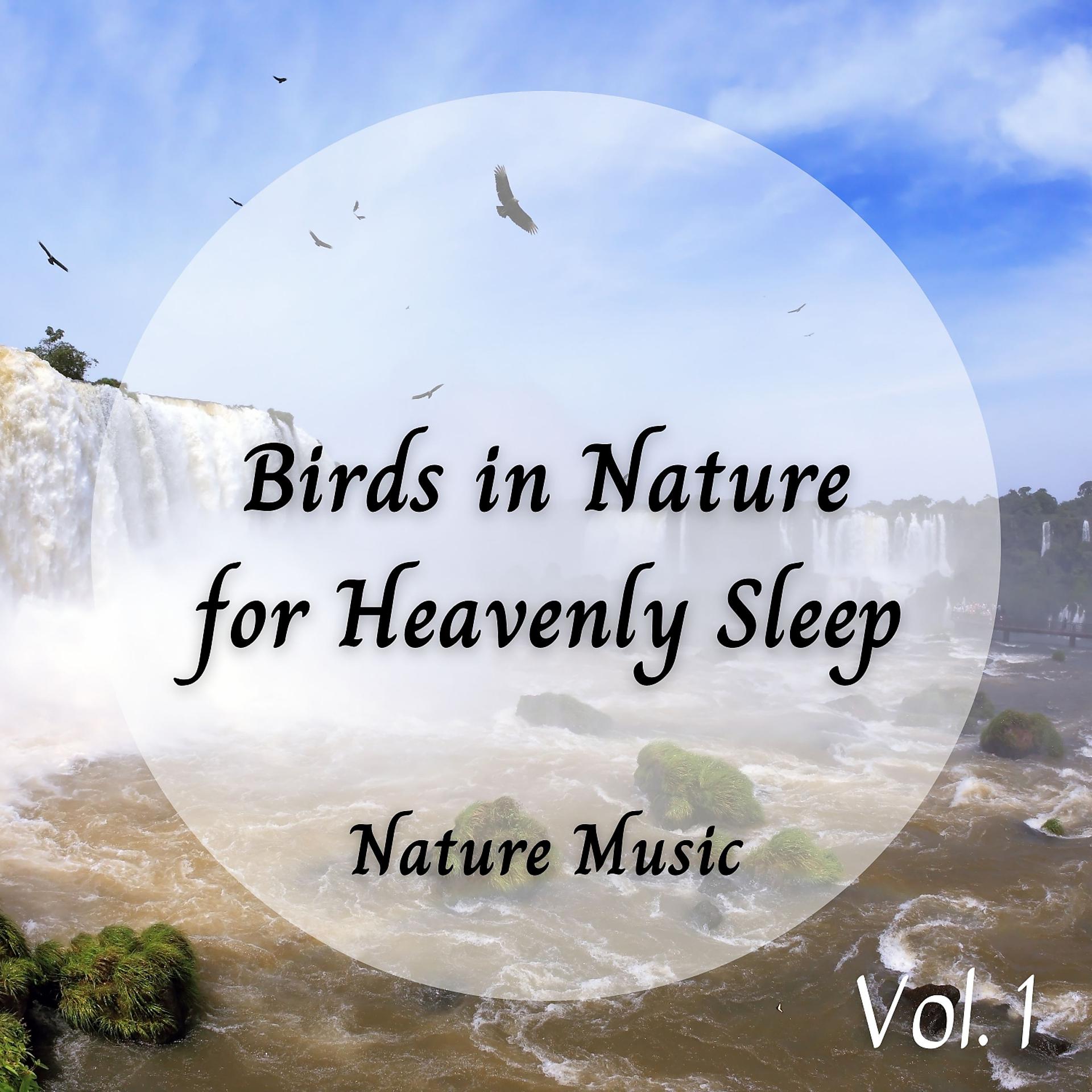 Постер альбома Meditation Music: Birds in Nature for Heavenly Sleep Vol. 1