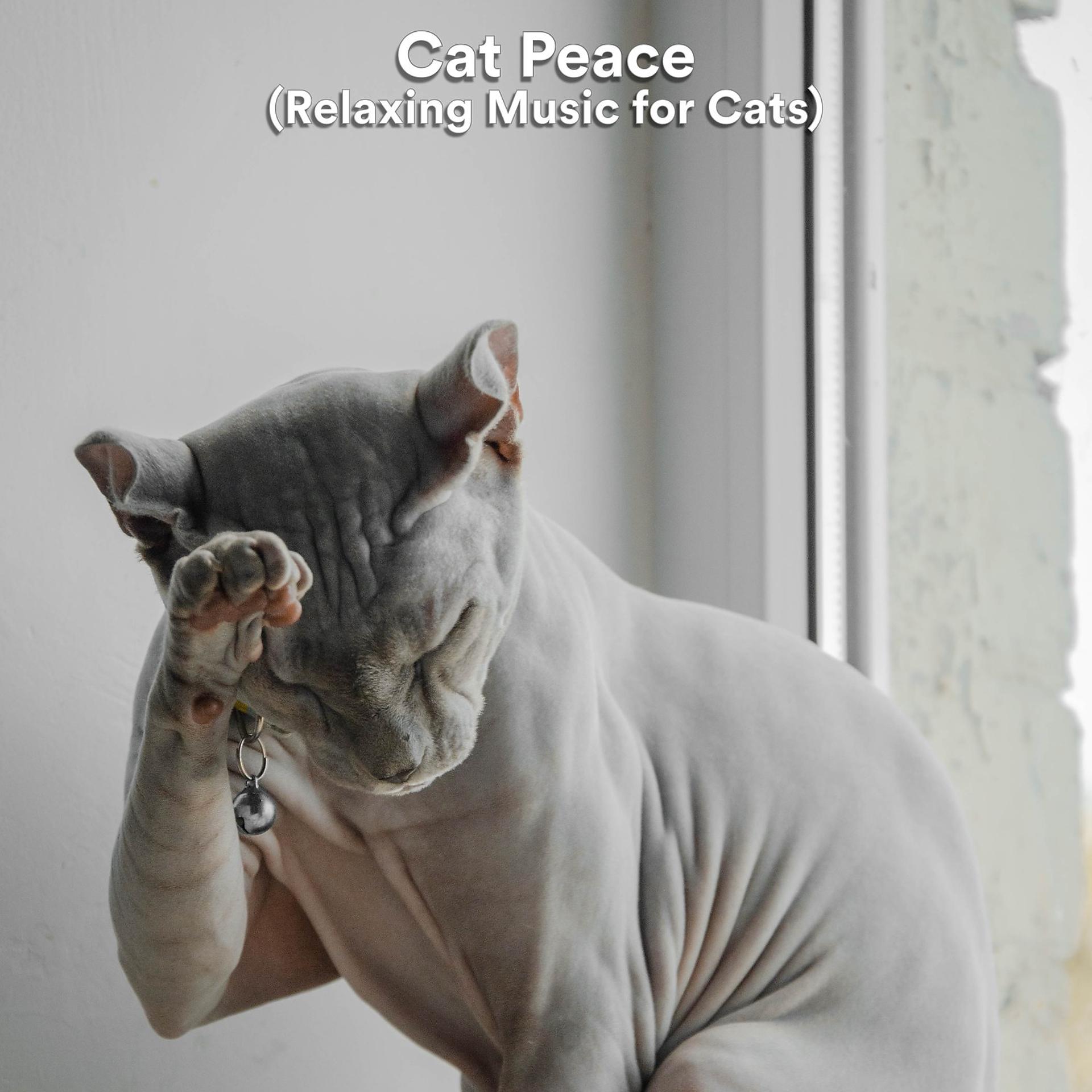 Постер альбома Cat Peace (Relaxing Music for Cats)