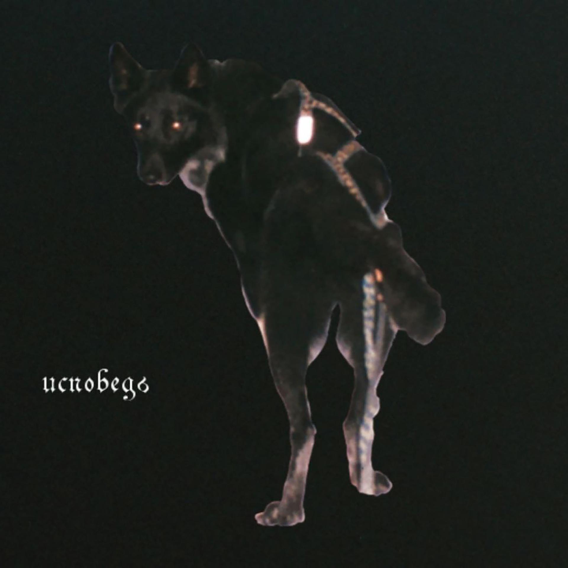 Постер альбома Собака