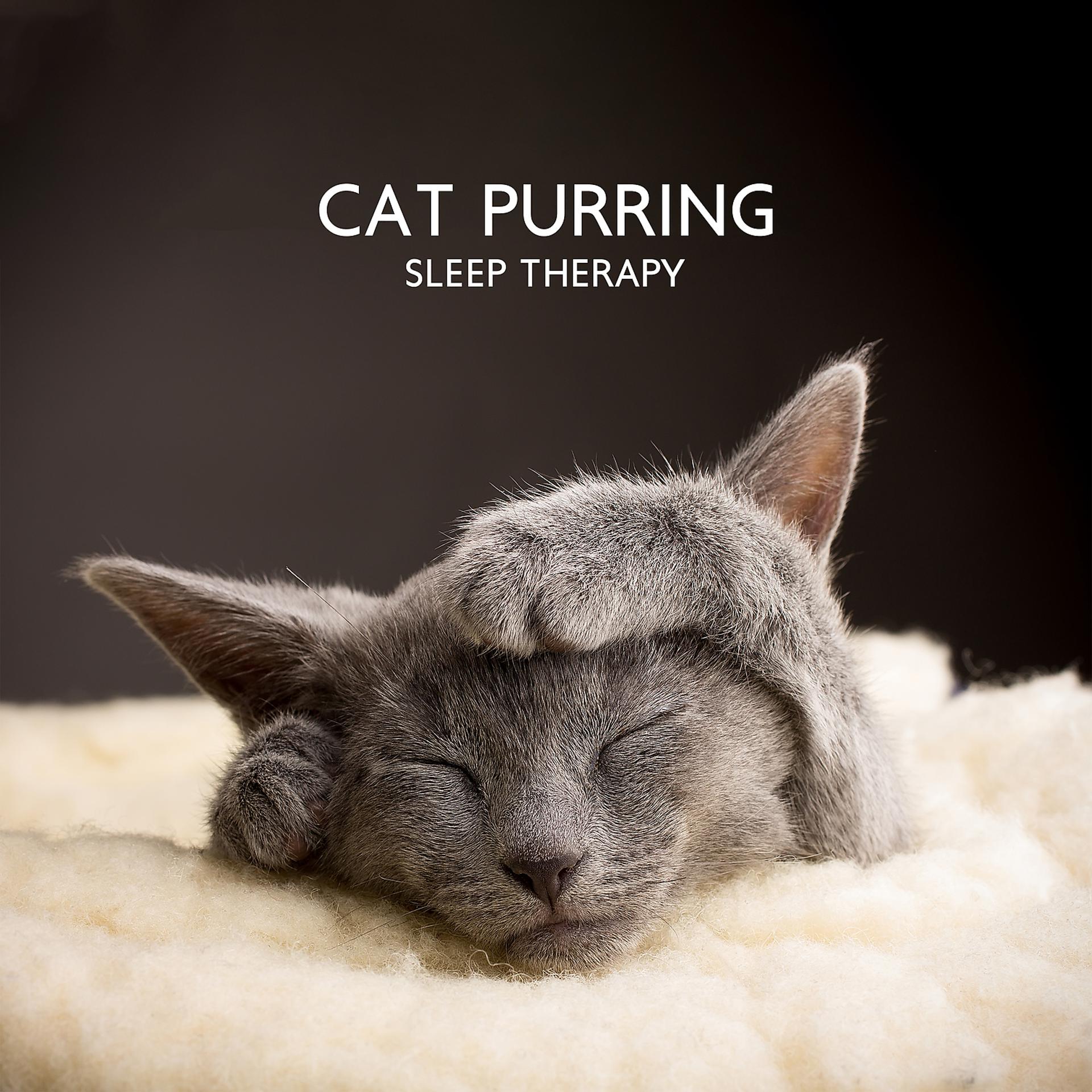 Постер альбома Cat Purring: Sleep Therapy